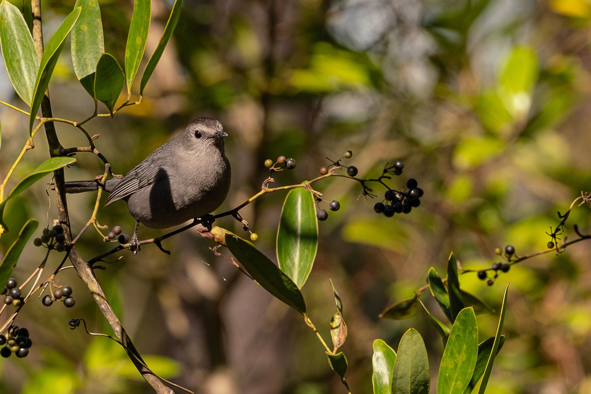 Tibet-Butler Preserve - 2500px-14.jpg