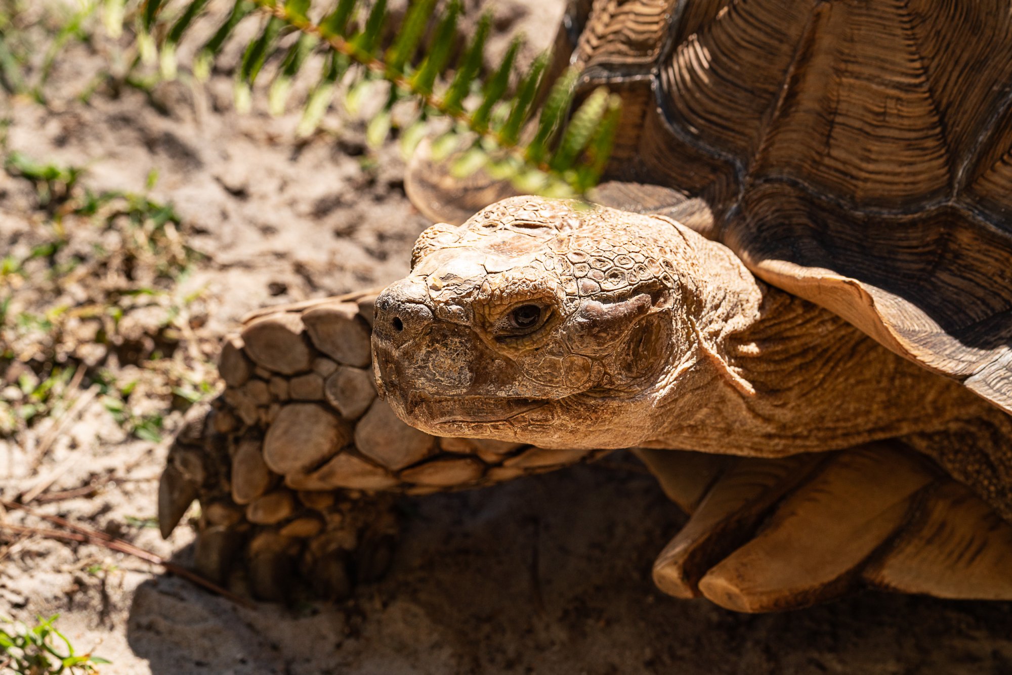 Tibet-Butler Preserve - 2500px-17.jpg