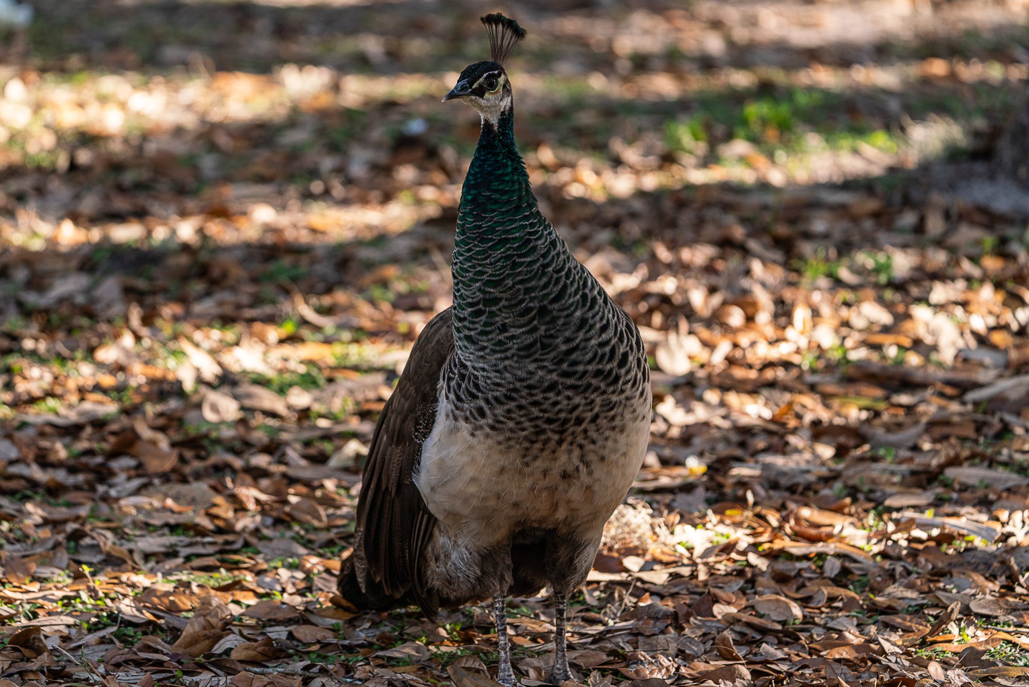 Tibet-Butler Preserve - 2500px-2.jpg