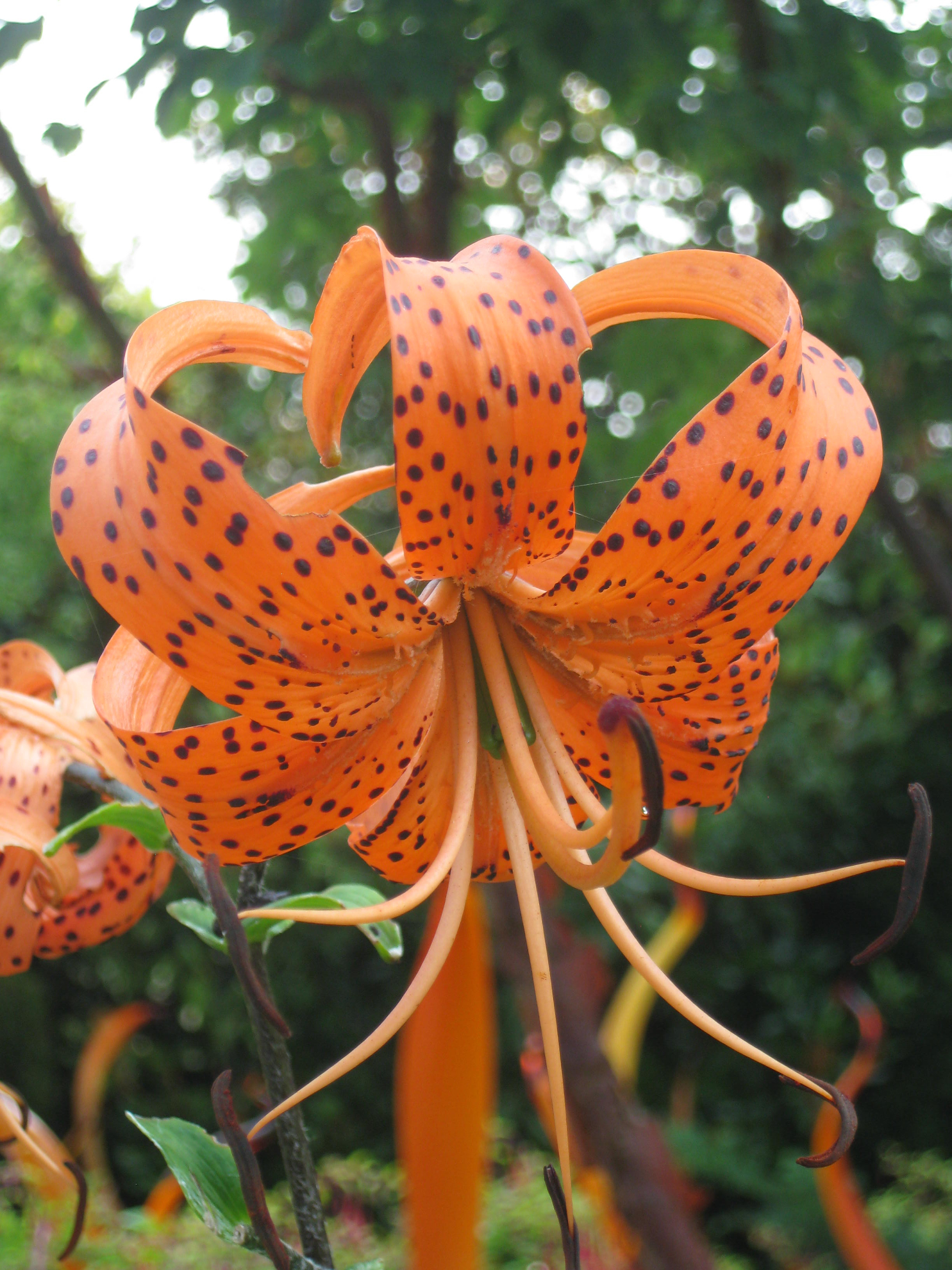 tiger_lily_chihuly.jpg