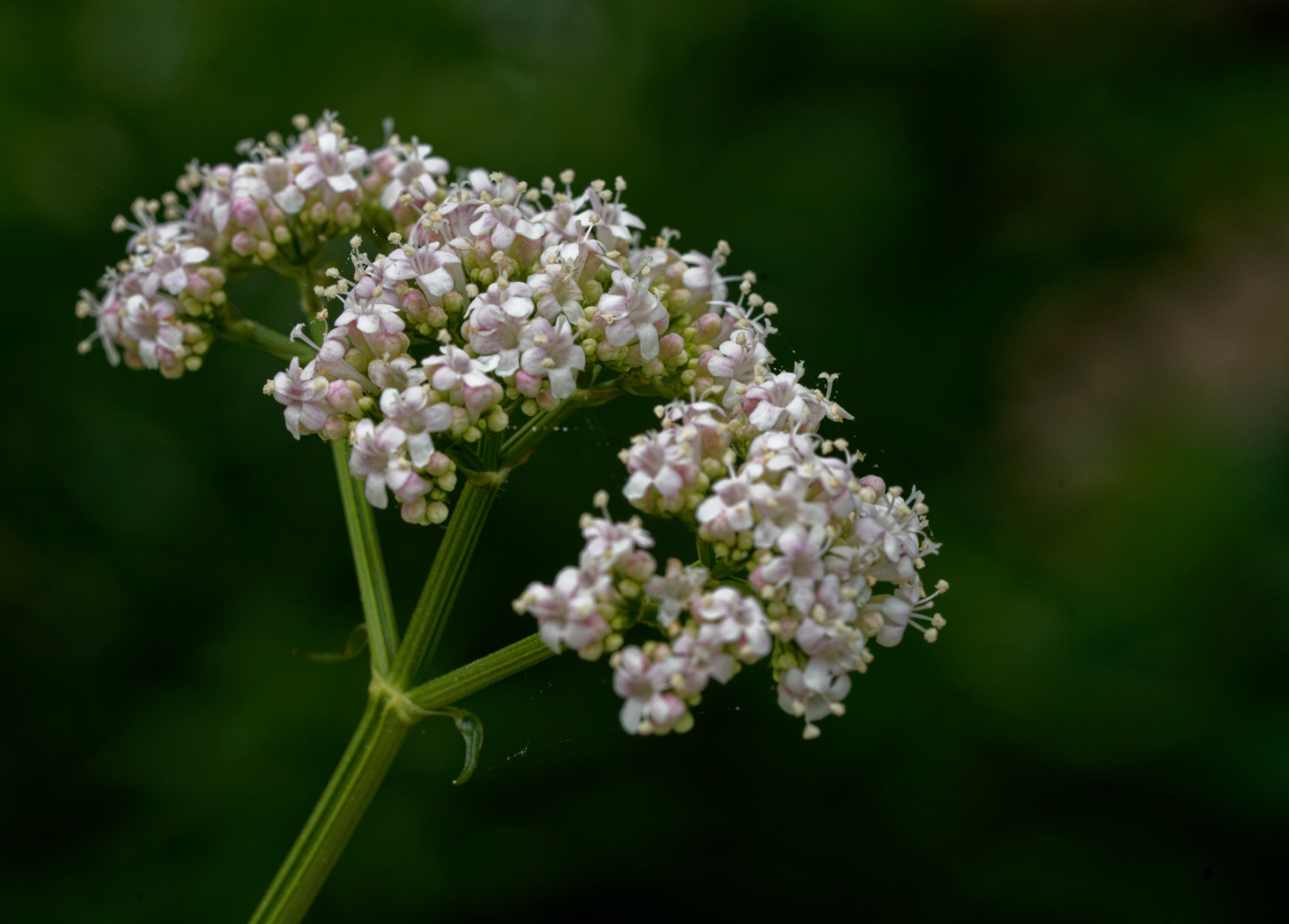 Tiny Blossoms.jpeg