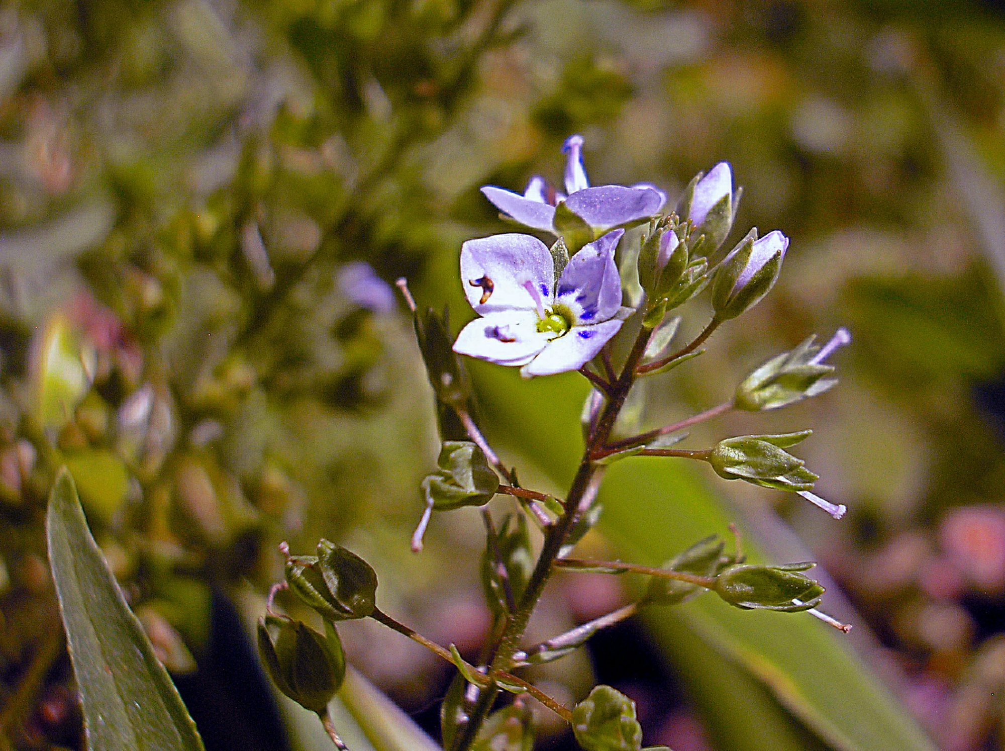 tiny bue white stream flower macrox3 (1).jpg