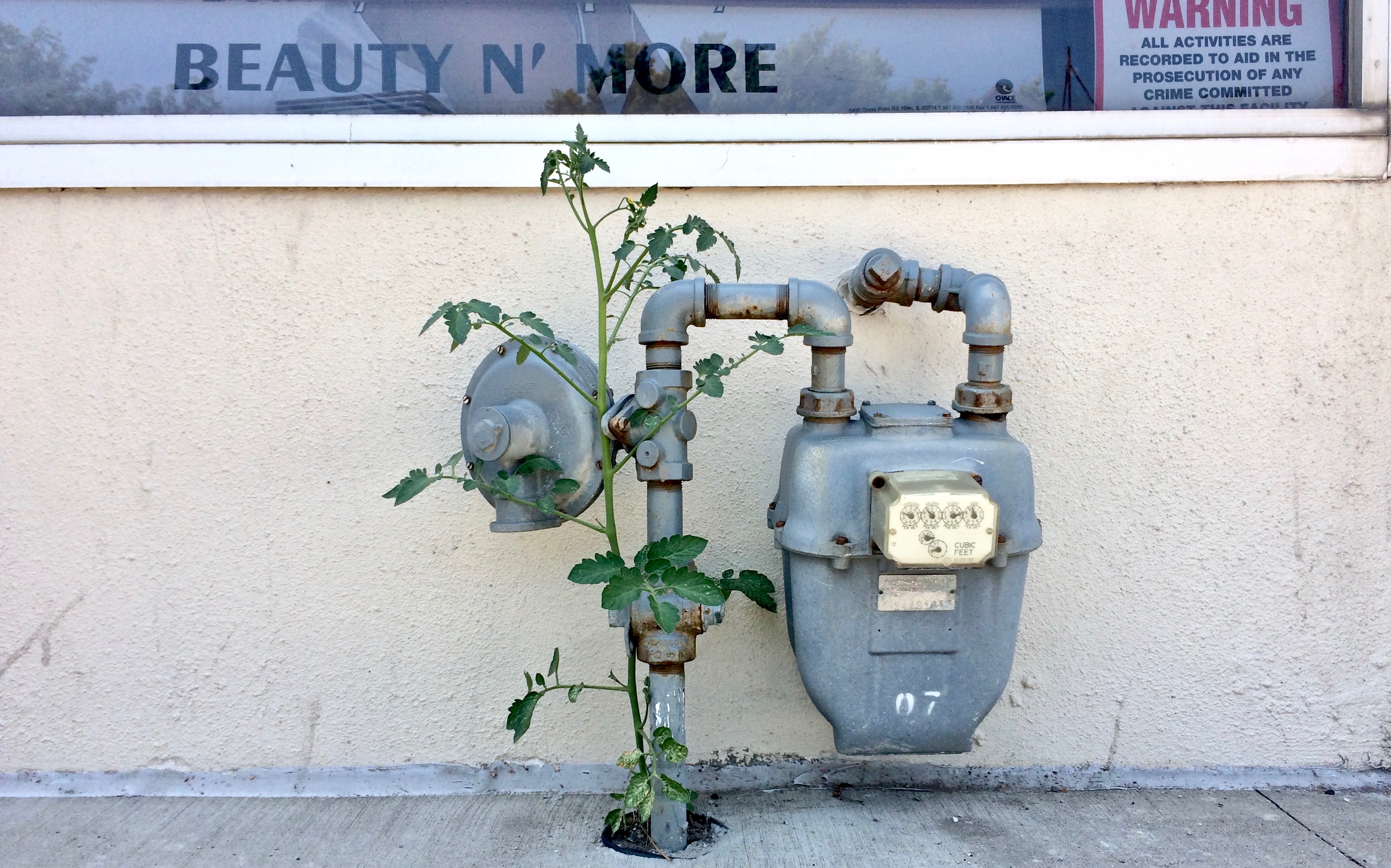 Tomato plant IMG_5273.jpg