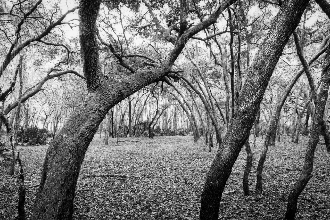 Tree Arch Horiz.jpeg