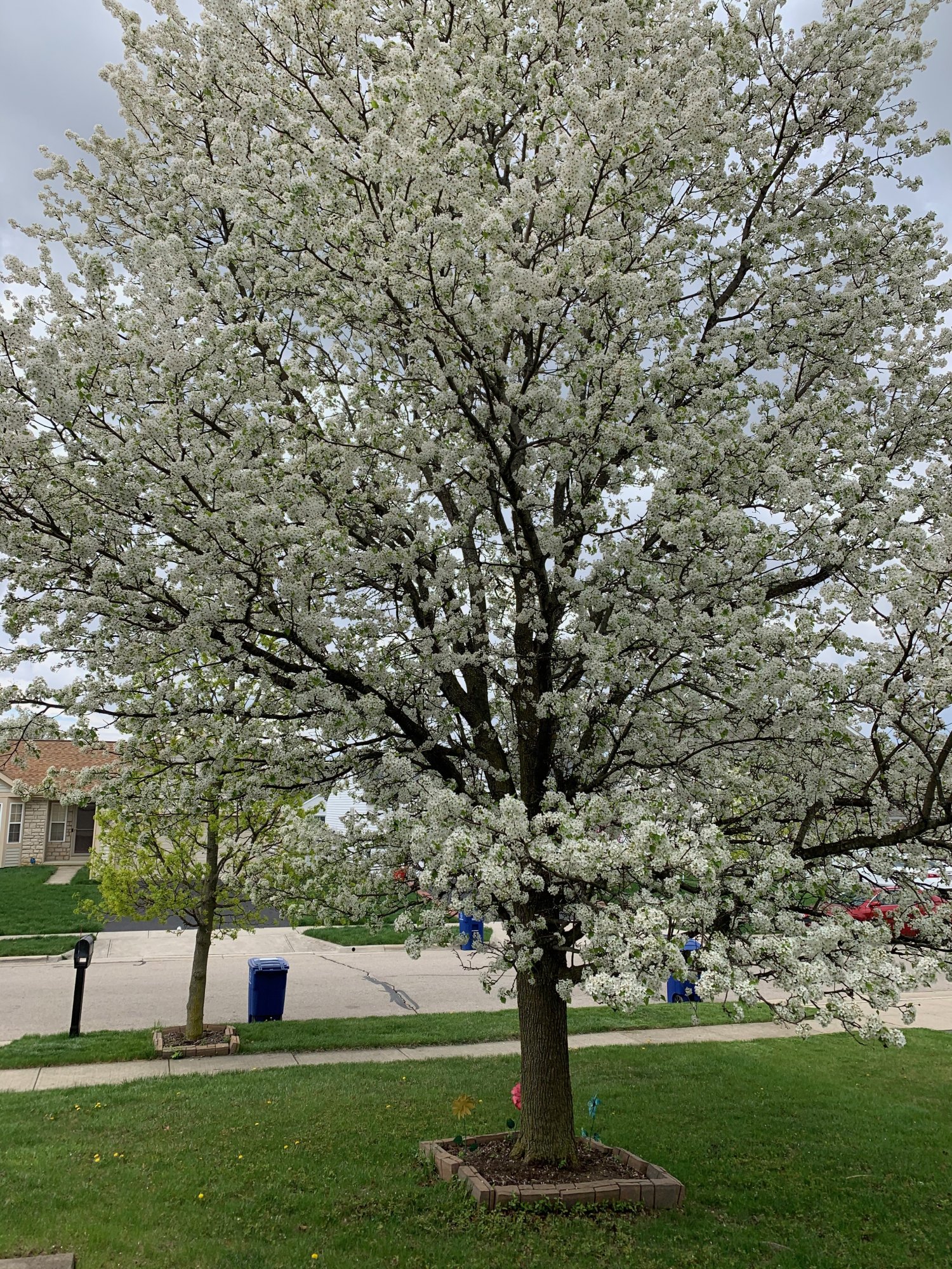 Tree in front yard  Spring 2021.jpeg