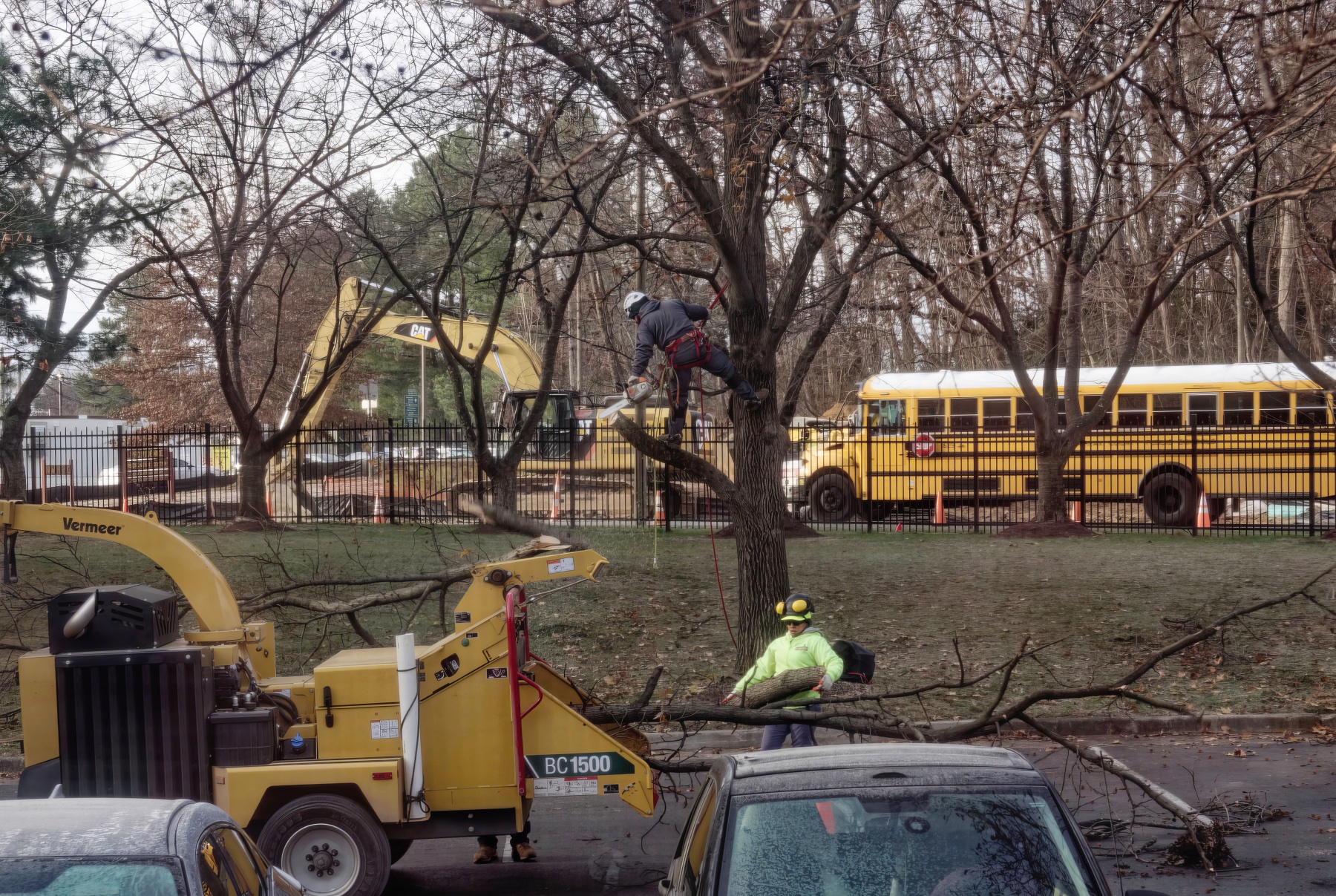 Tree Removal Time.jpeg