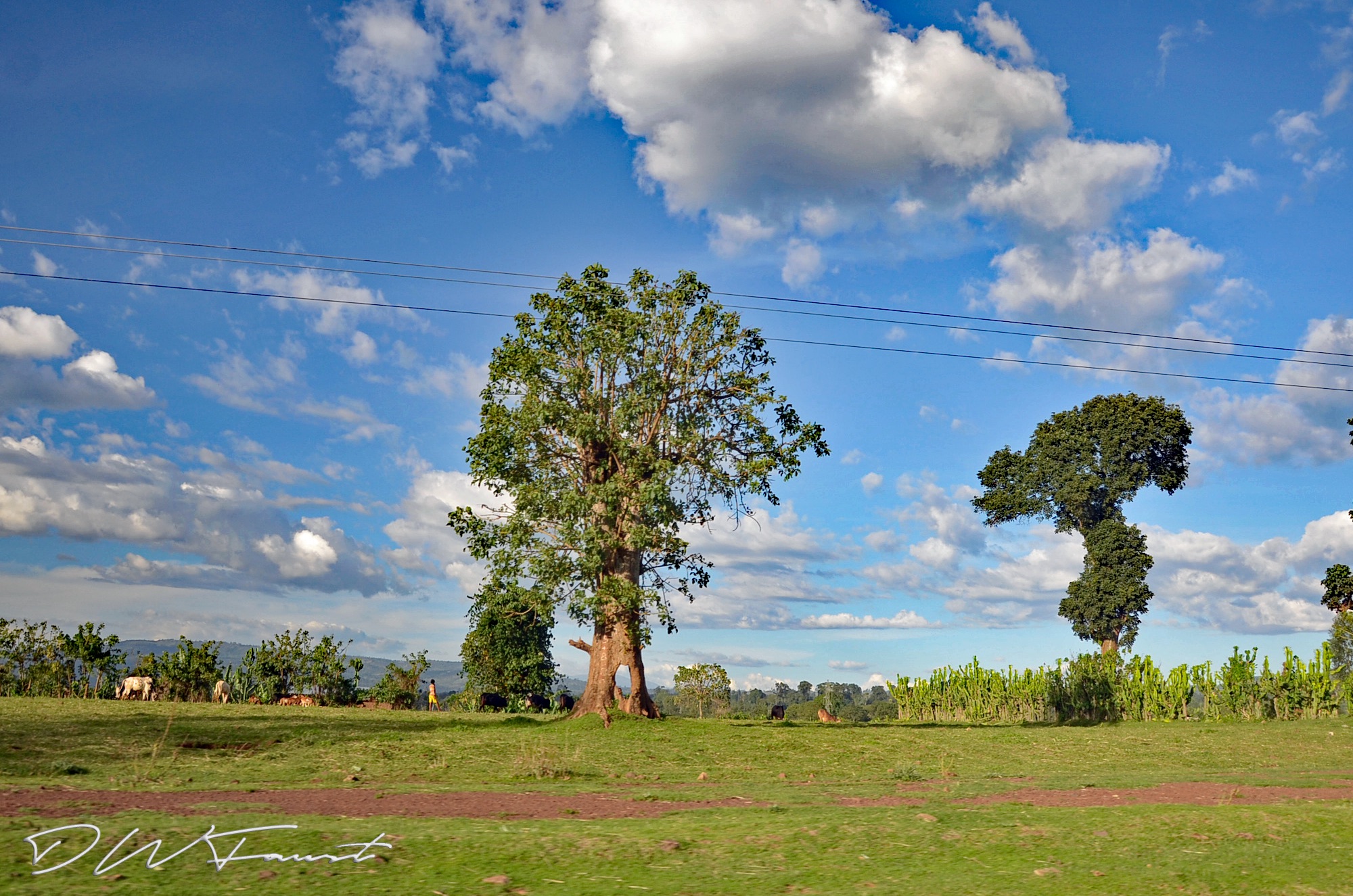 Tree-Rural-Ethiopia-2013.jpg