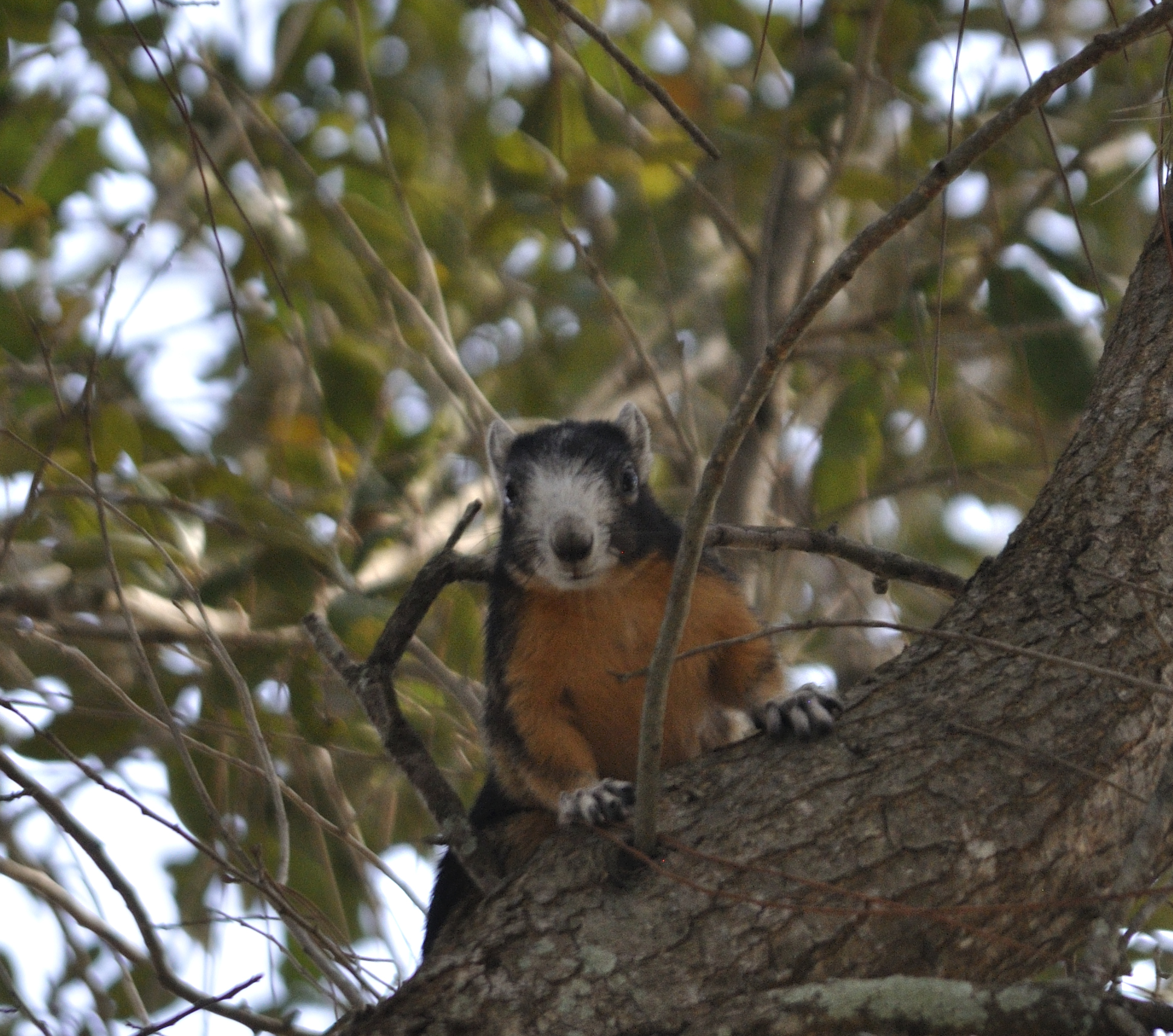 tree squirrel.JPG