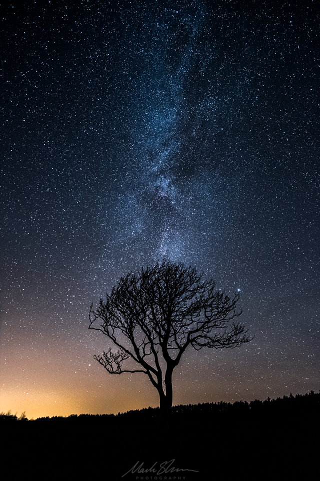 Tree & Stars small PL.png