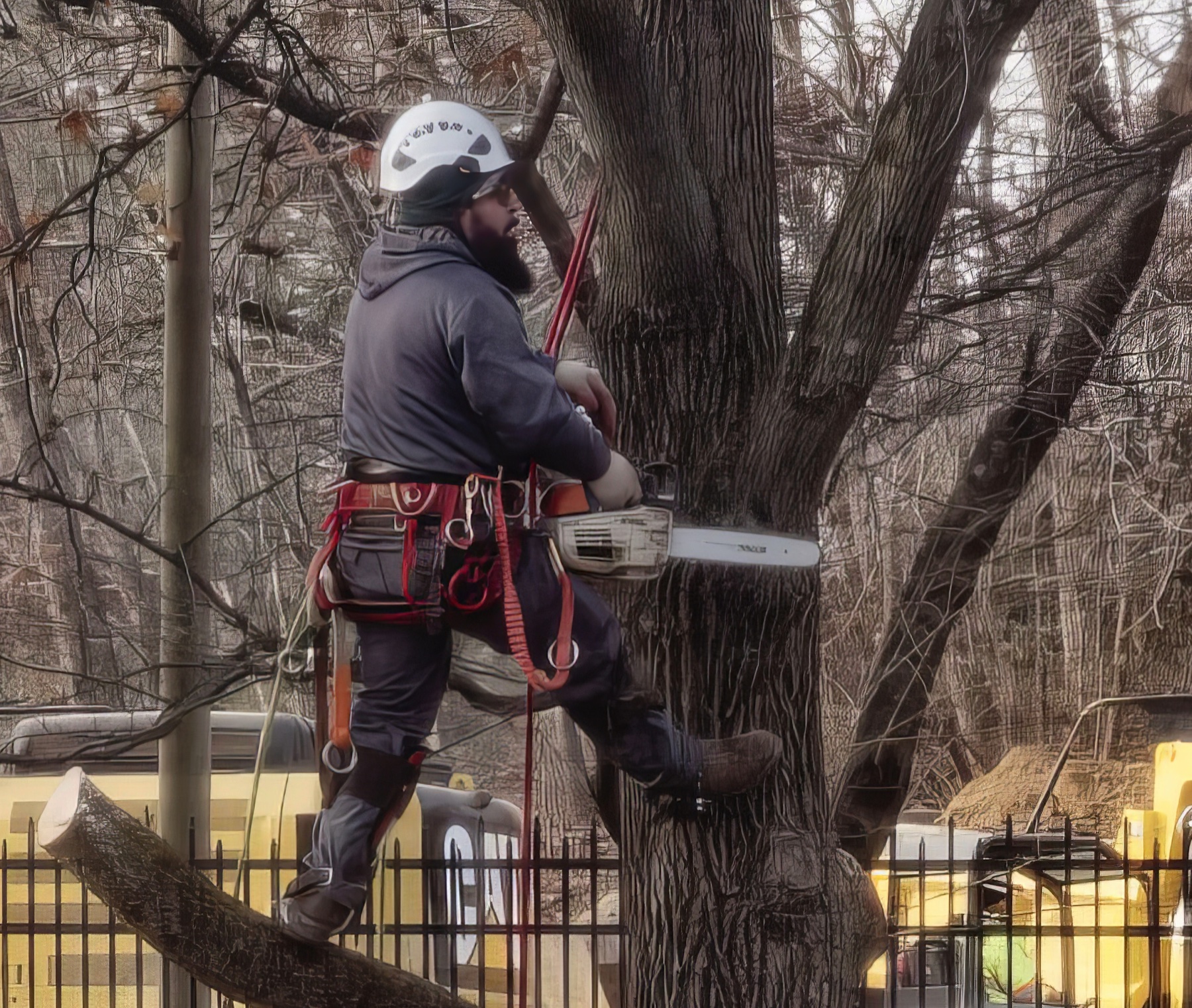 Tree Surgeon Ready to Takcle Next Branch.jpeg