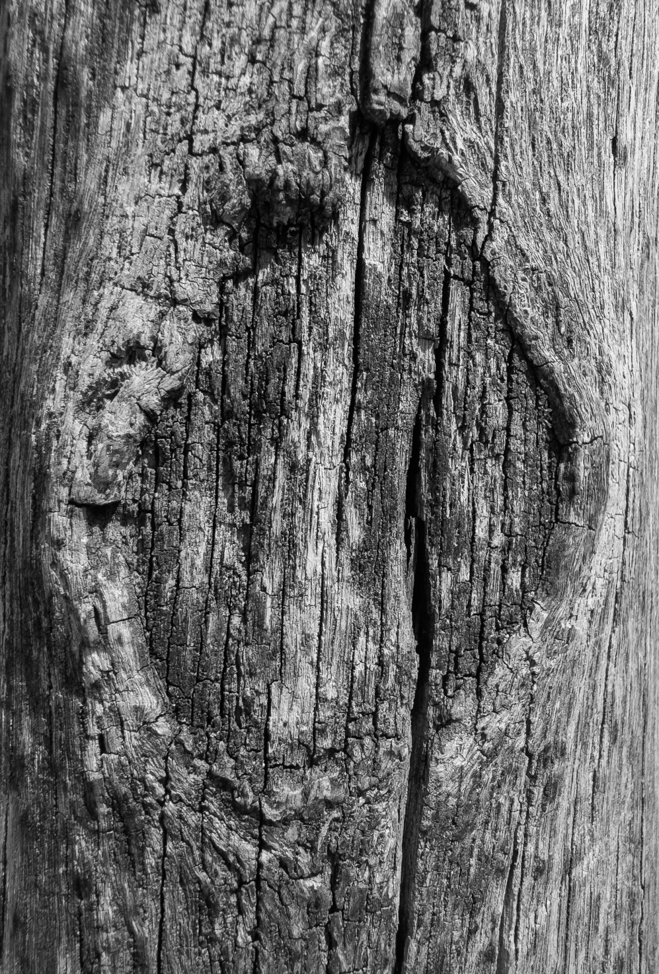 Tree20250629.jpg