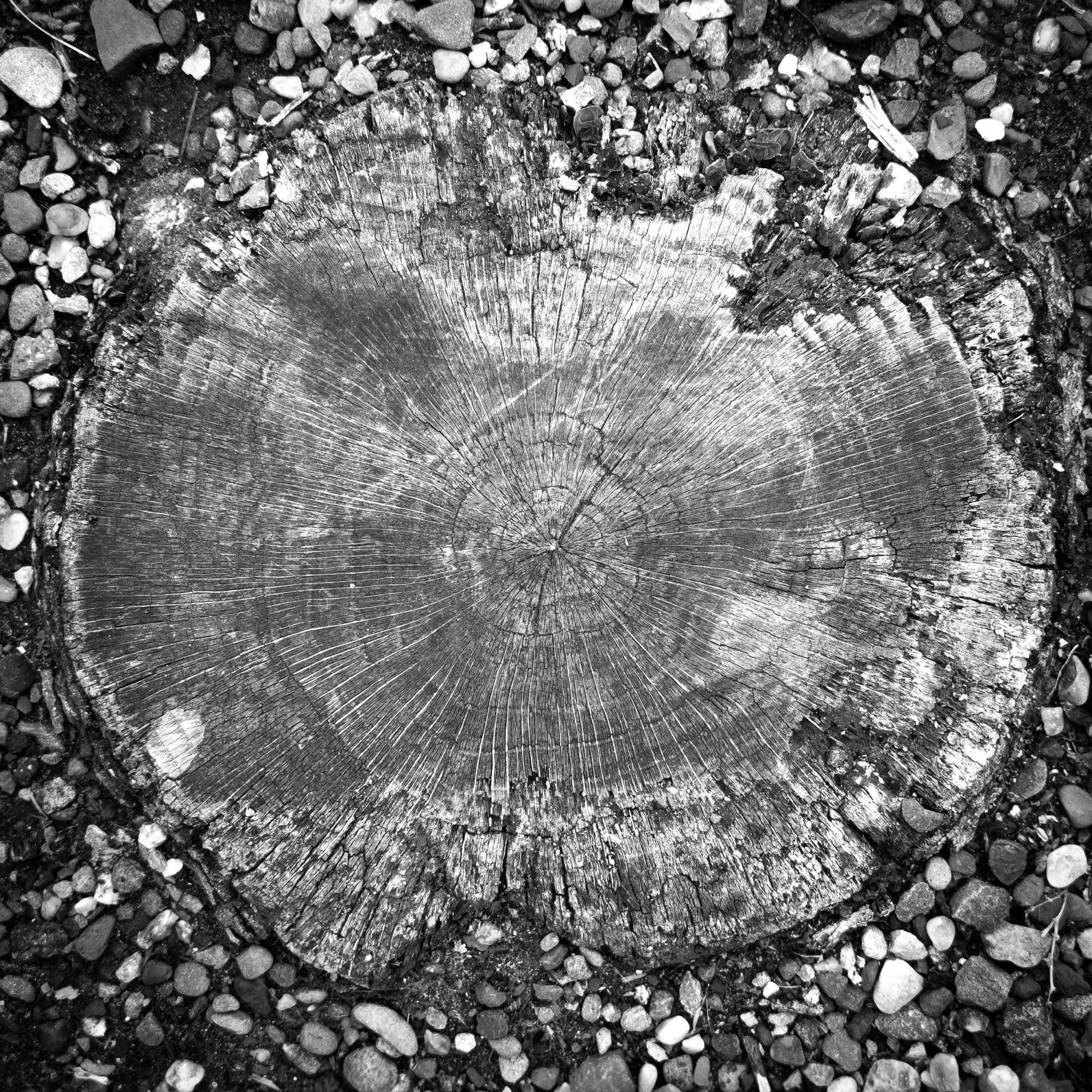 Tree20250722-2.jpg