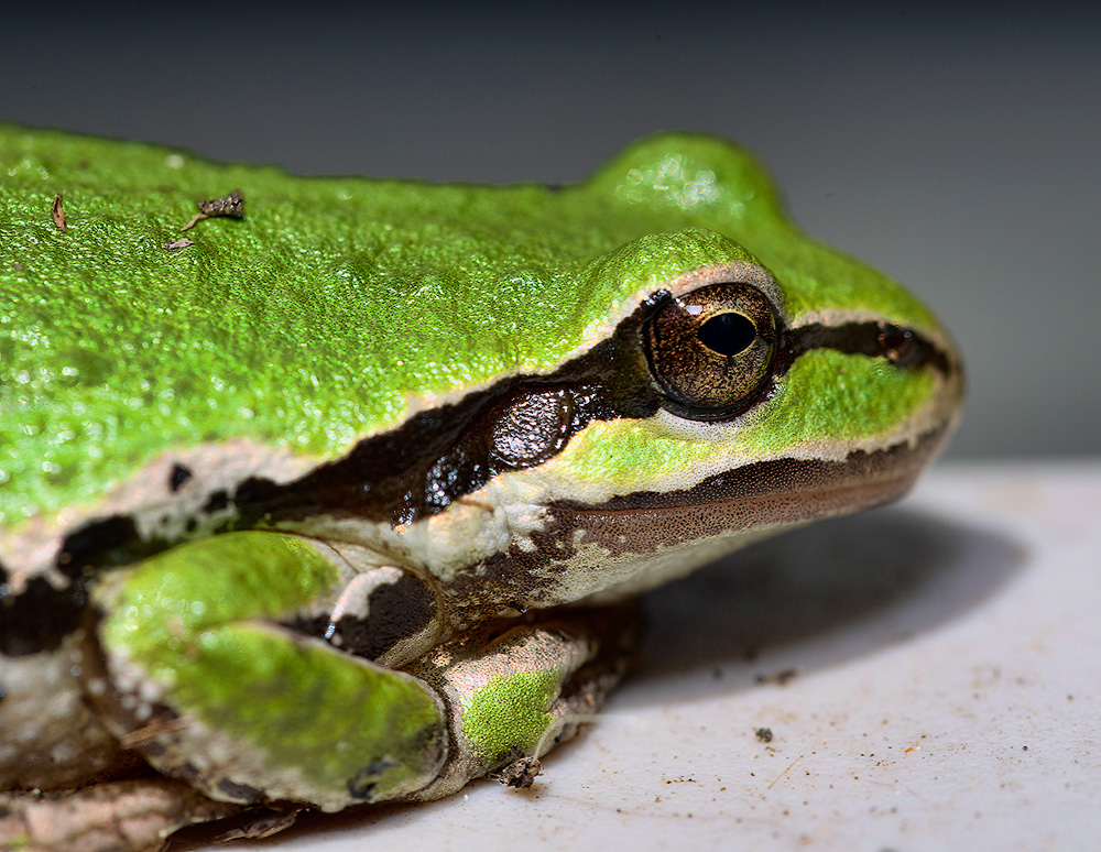 Tree_Frog_7382b_1000p.jpg