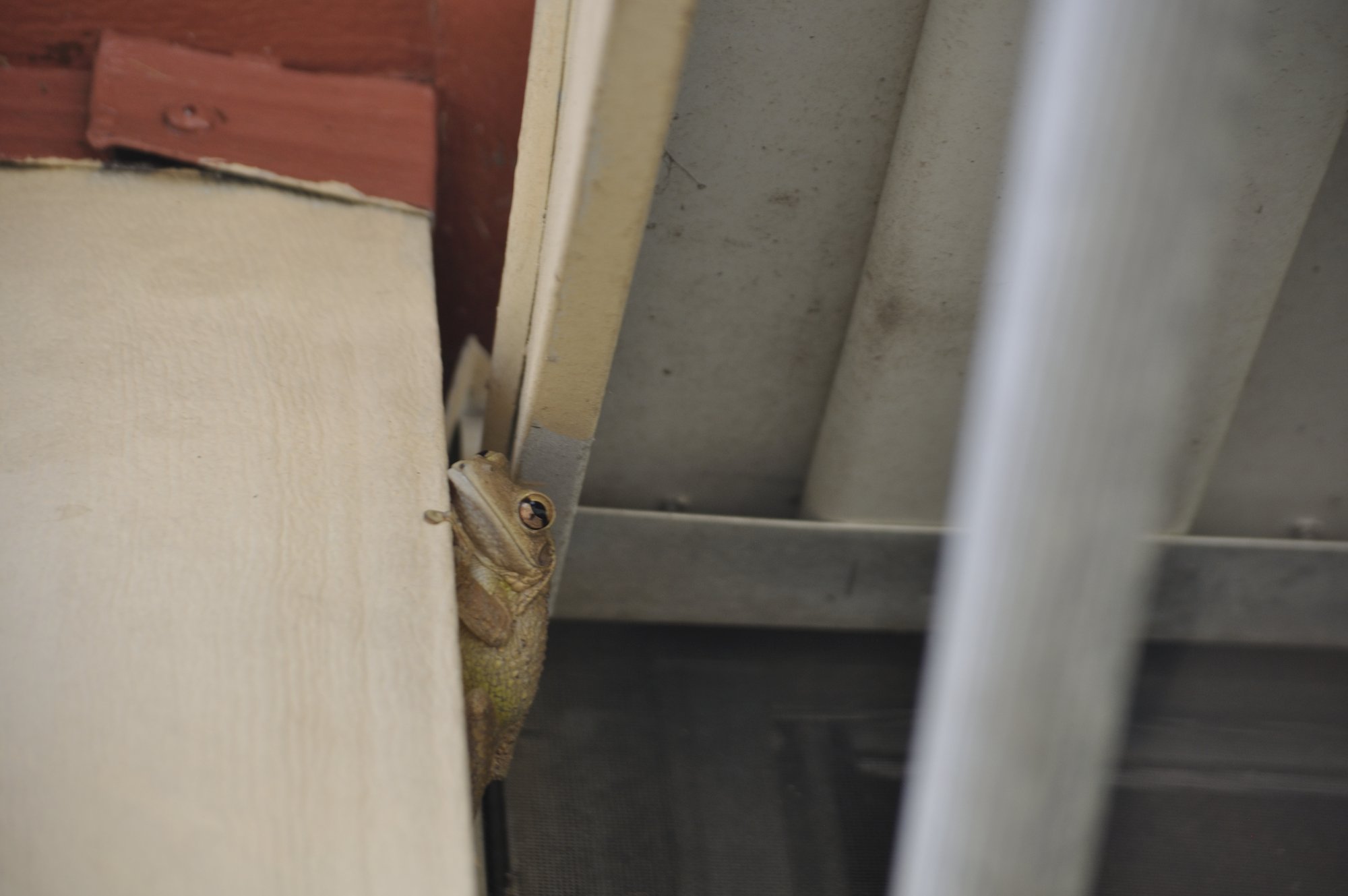 tree_frog_neighbor.JPG