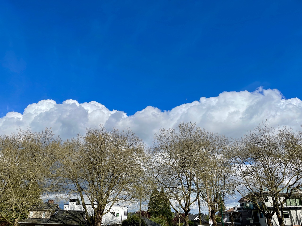 Trees holding cotton.jpg