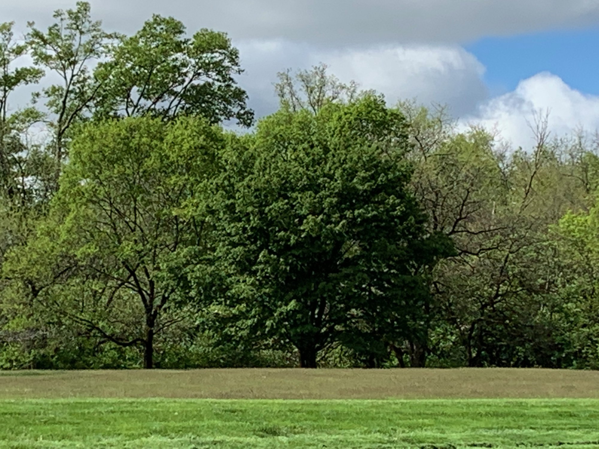 Trees in a field 1.jpeg