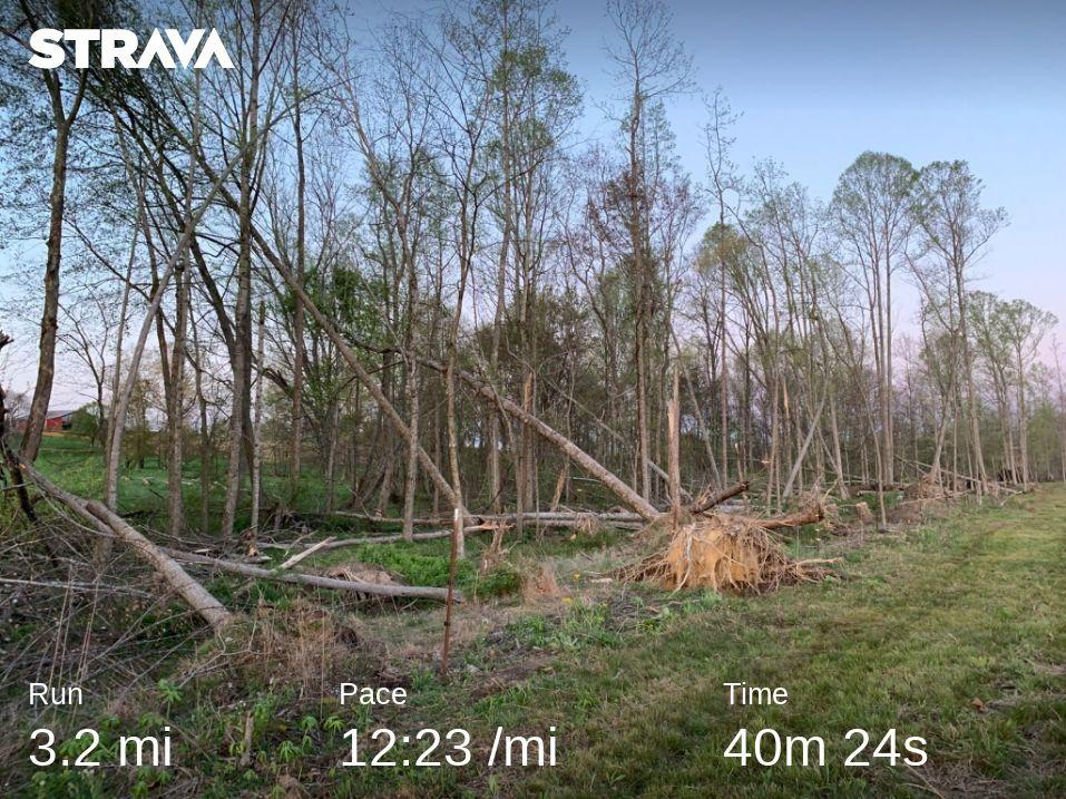 trees.png