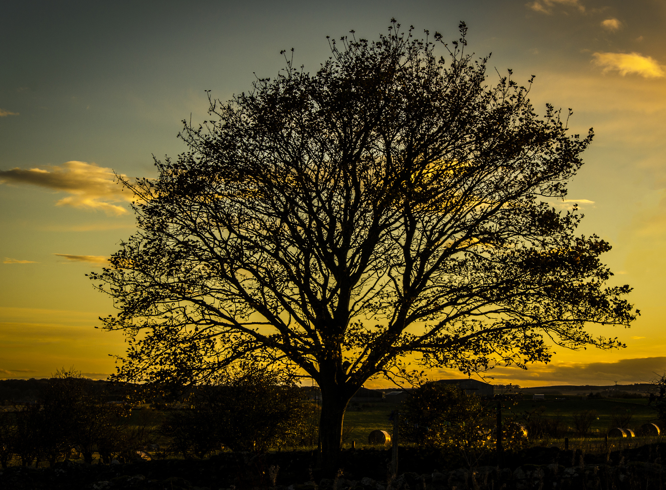 trees_during_sunset.jpg