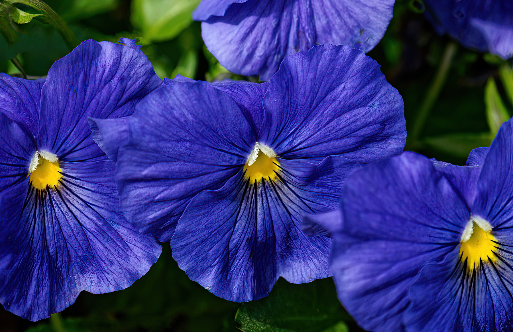 Trio in Blue.jpg