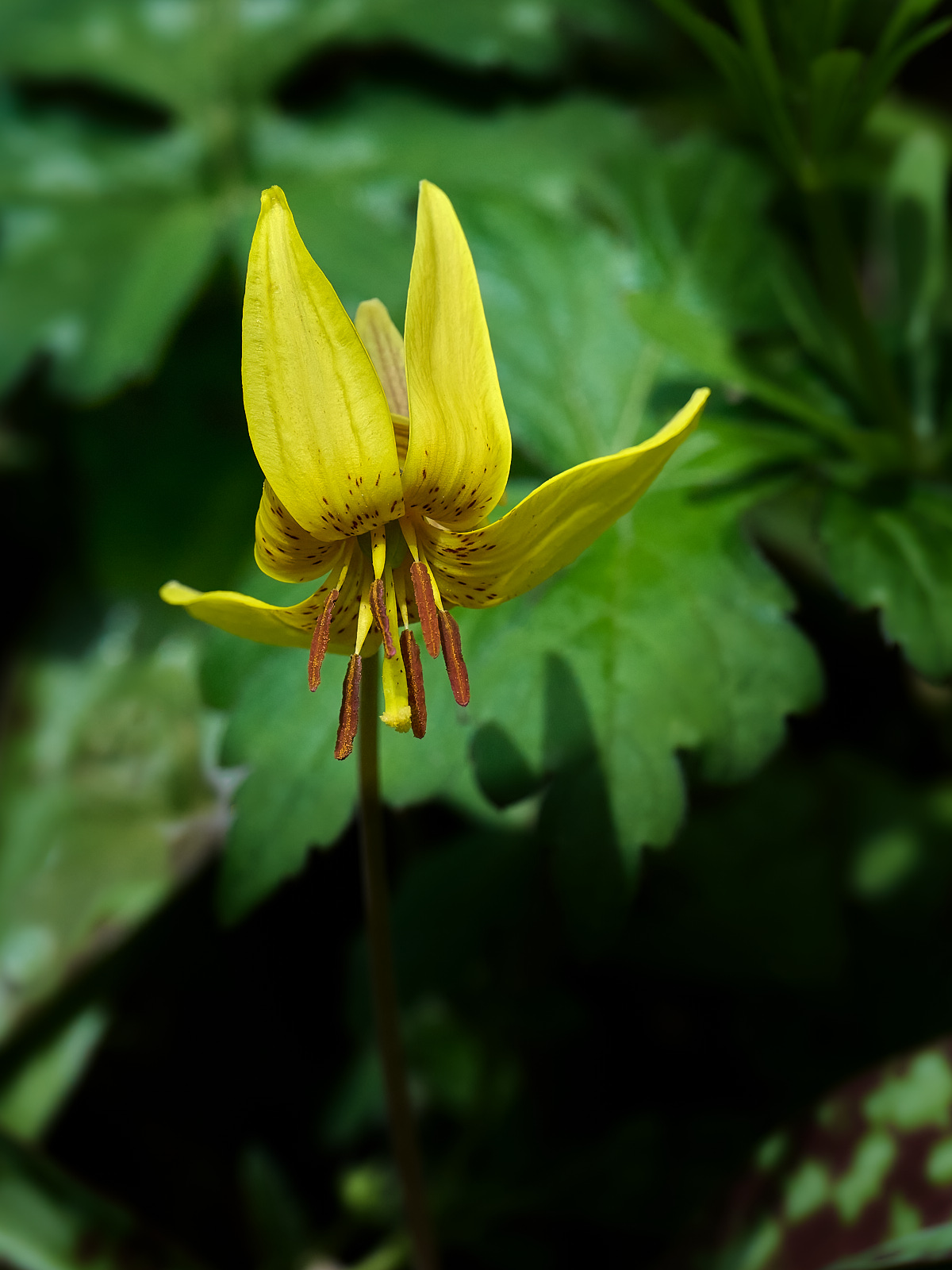 Trout Lily 2.jpg