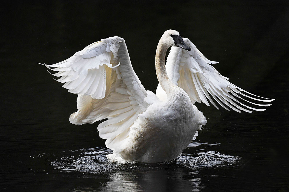 Trumpeter_Swan_6311b_72pi.jpg