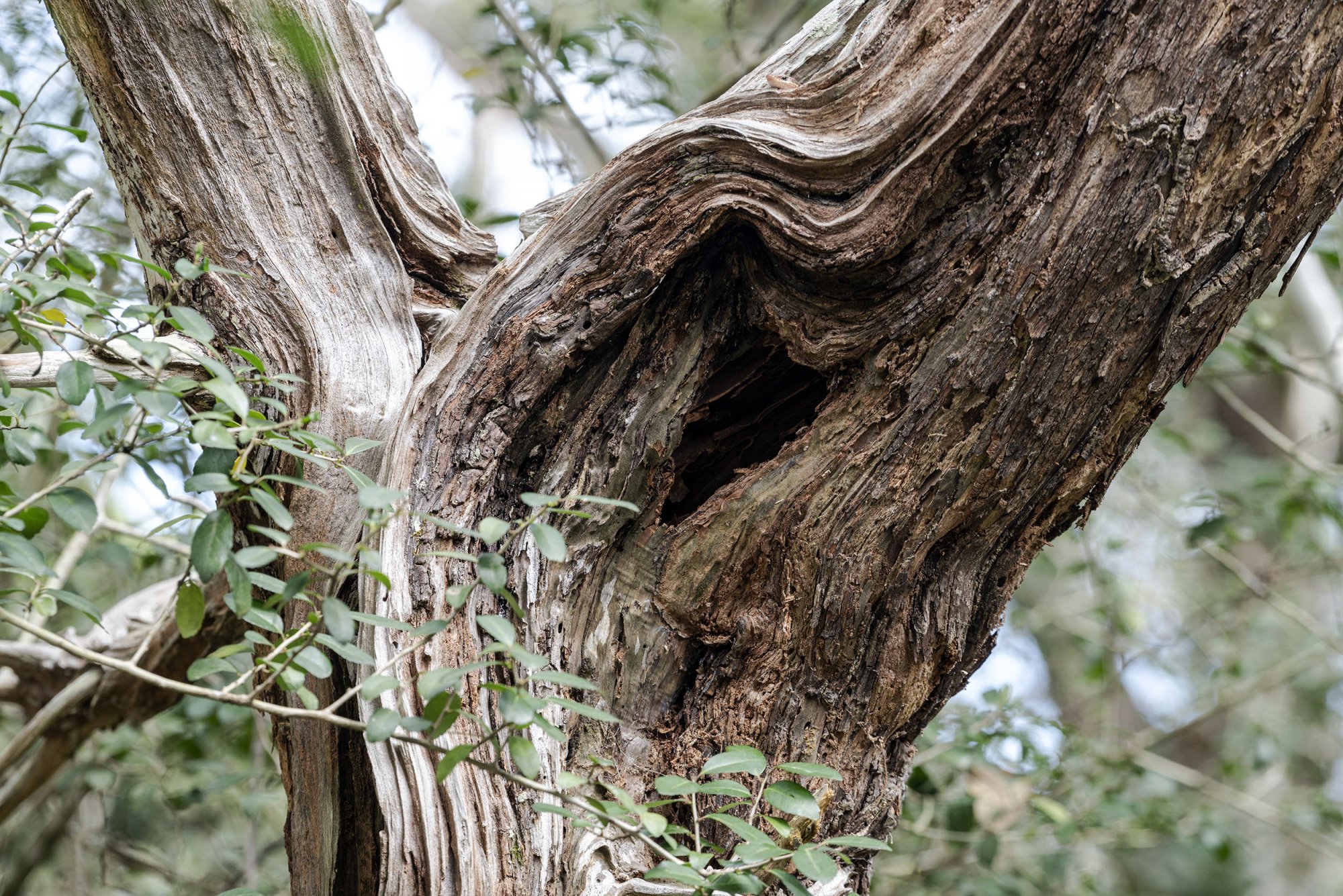 Trunk 2500px.jpg