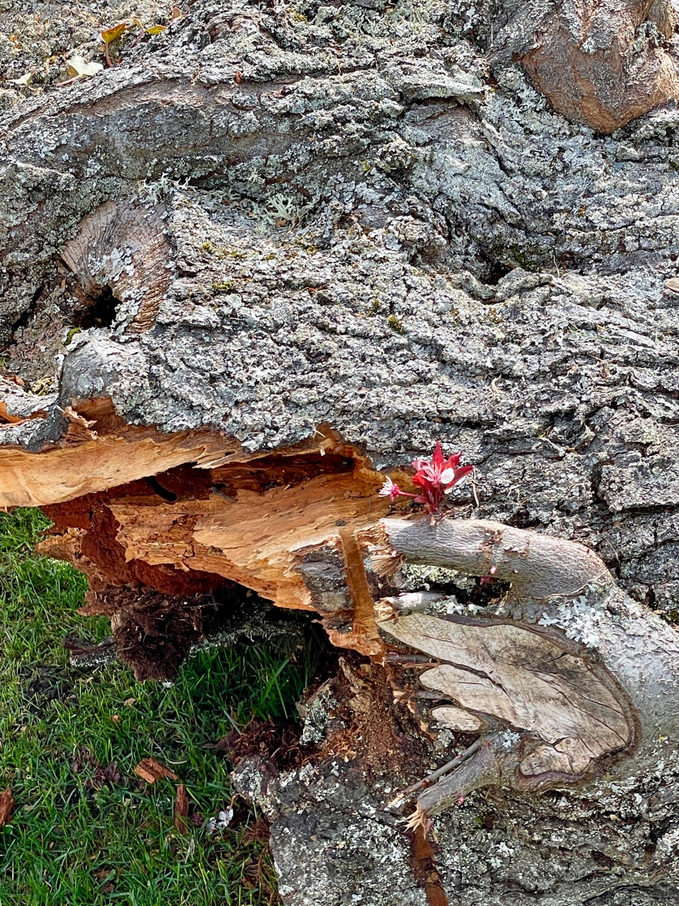 Trunk with Blossom.jpg