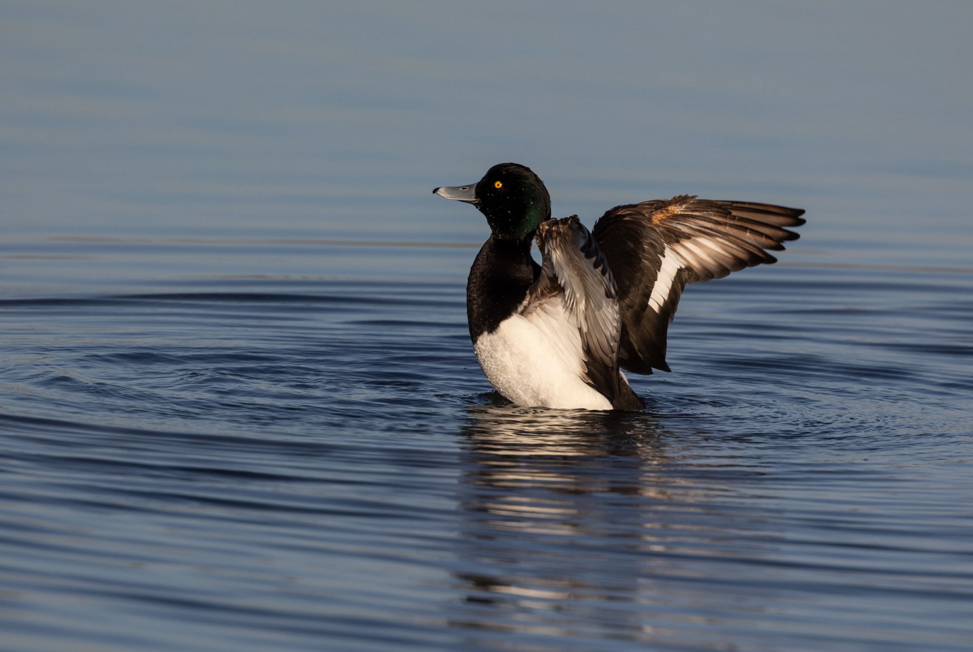 Tufted-duck.jpg