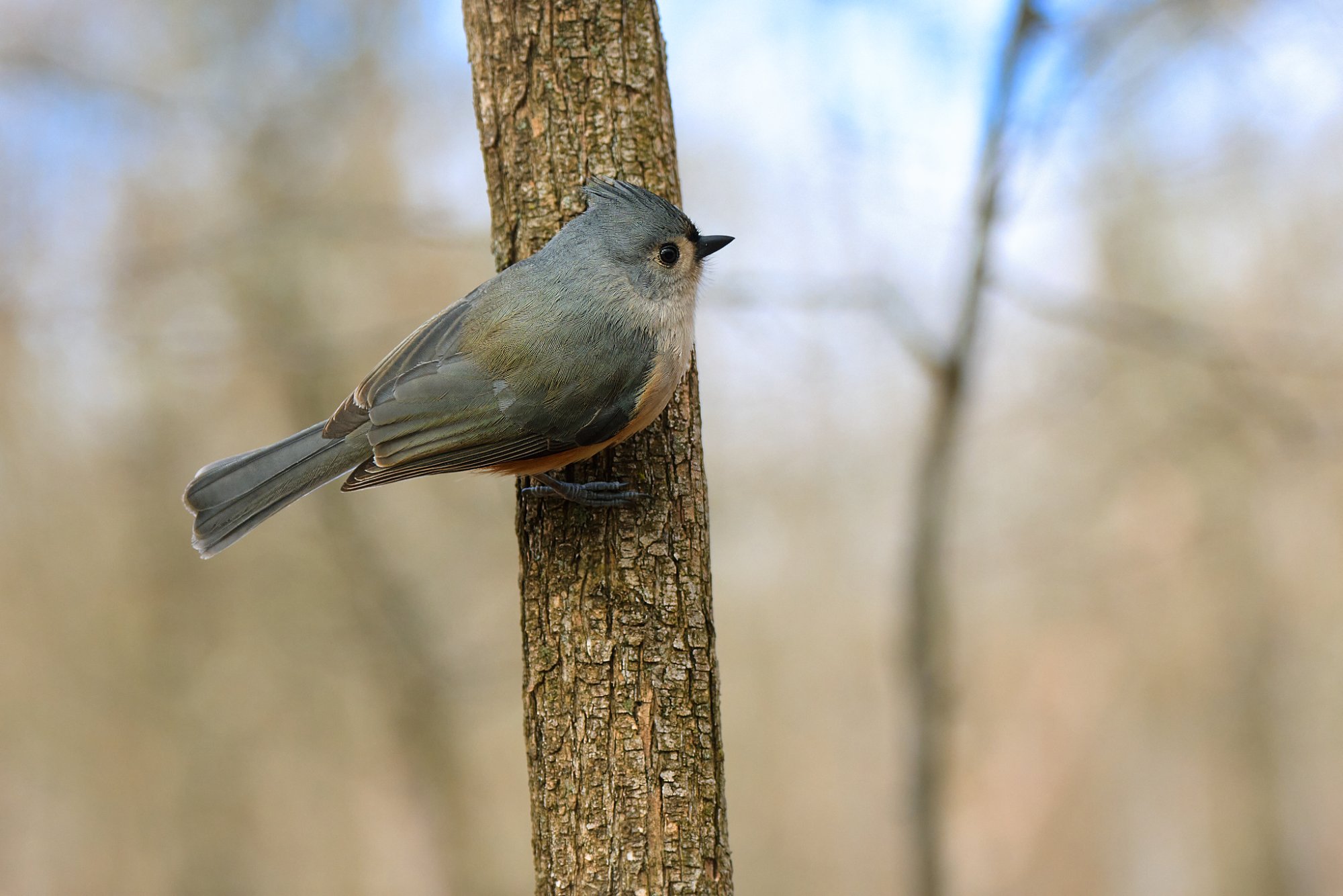 tufted-titmouse-0004-24-06-04.jpg