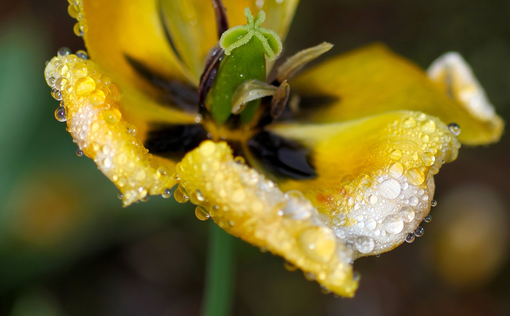 Tulip Crop.jpg