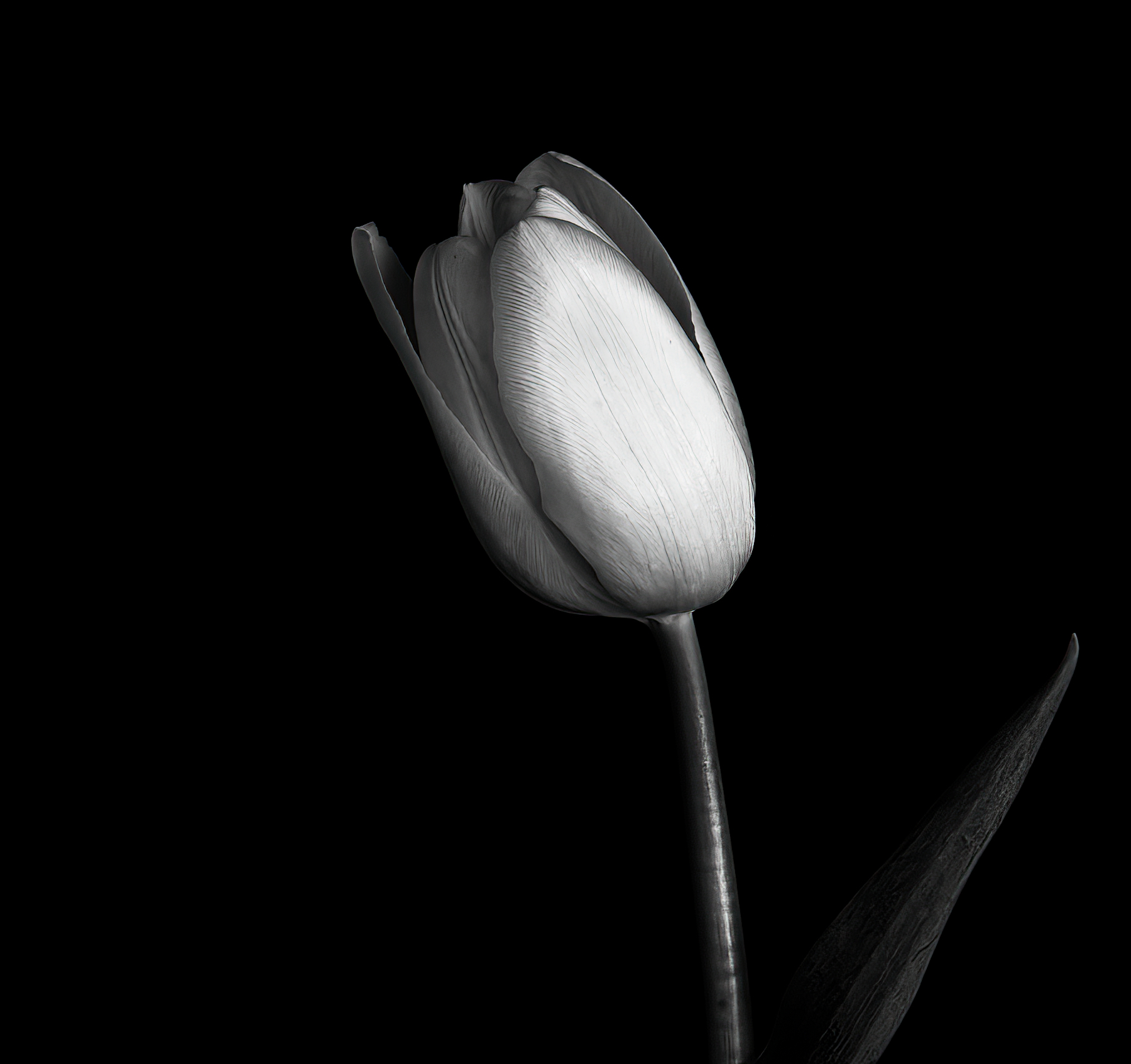 Tulip in B&W.jpeg