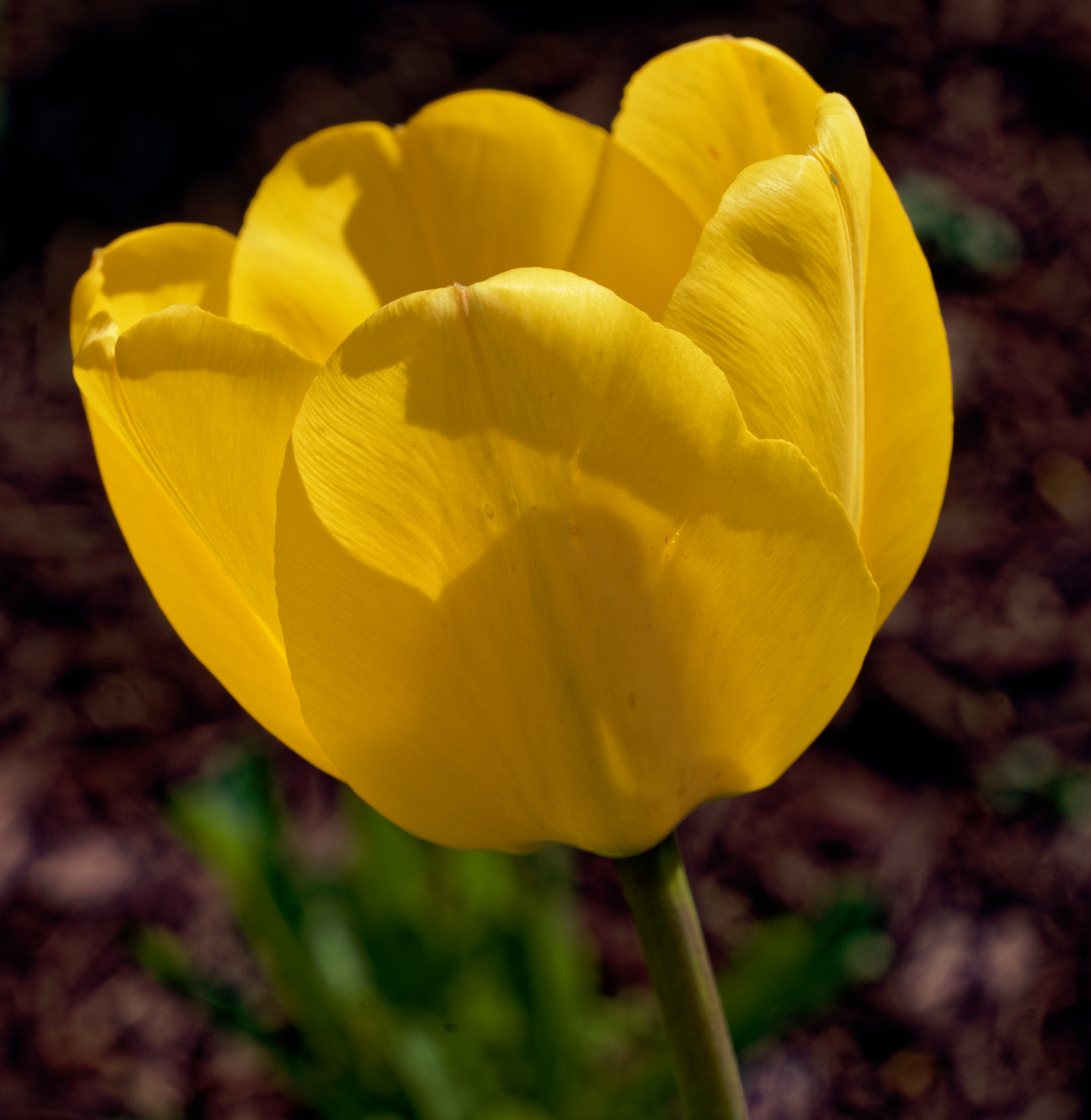 Tulip in Bloom.jpg