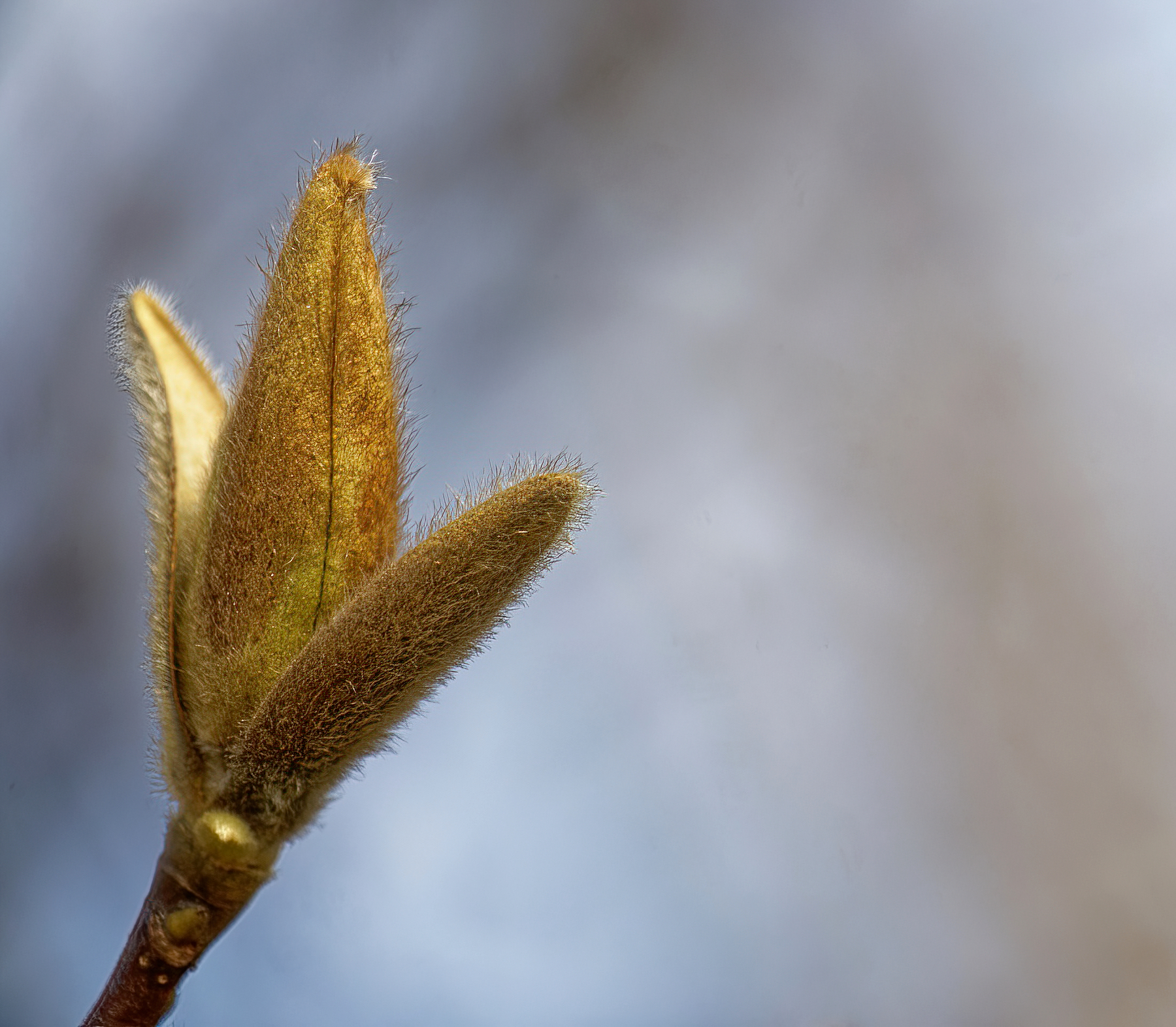 Tulip Magnolia Blossom On the Way.jpeg