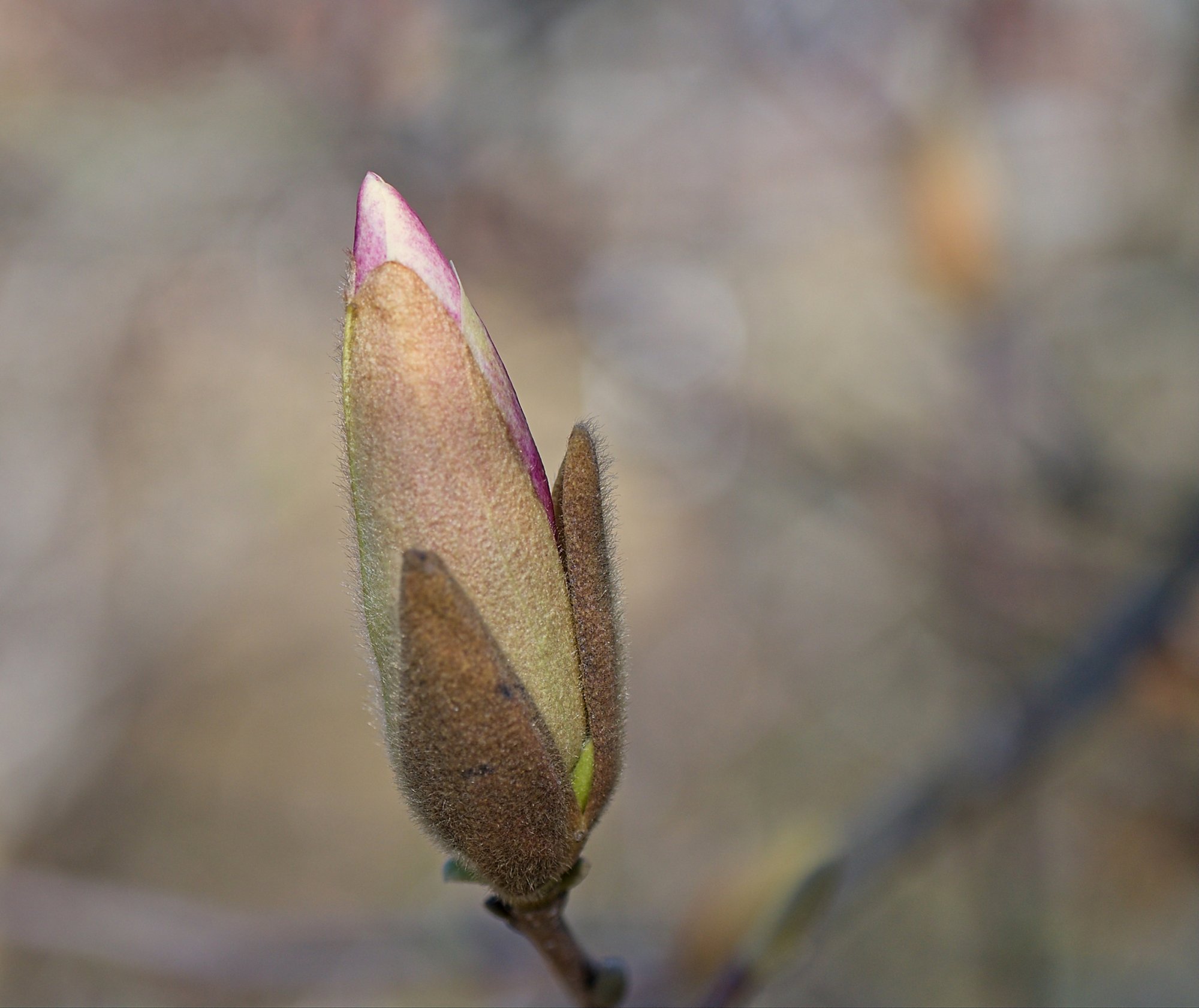 Tulip Magnolia Bud Heralds the Arrival of Spring.jpeg