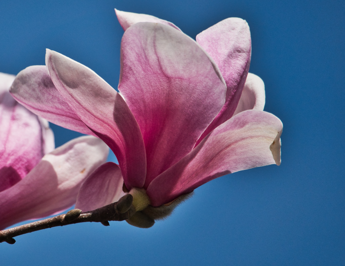 Tulip Magnolia in Early Bloom 1.jpeg