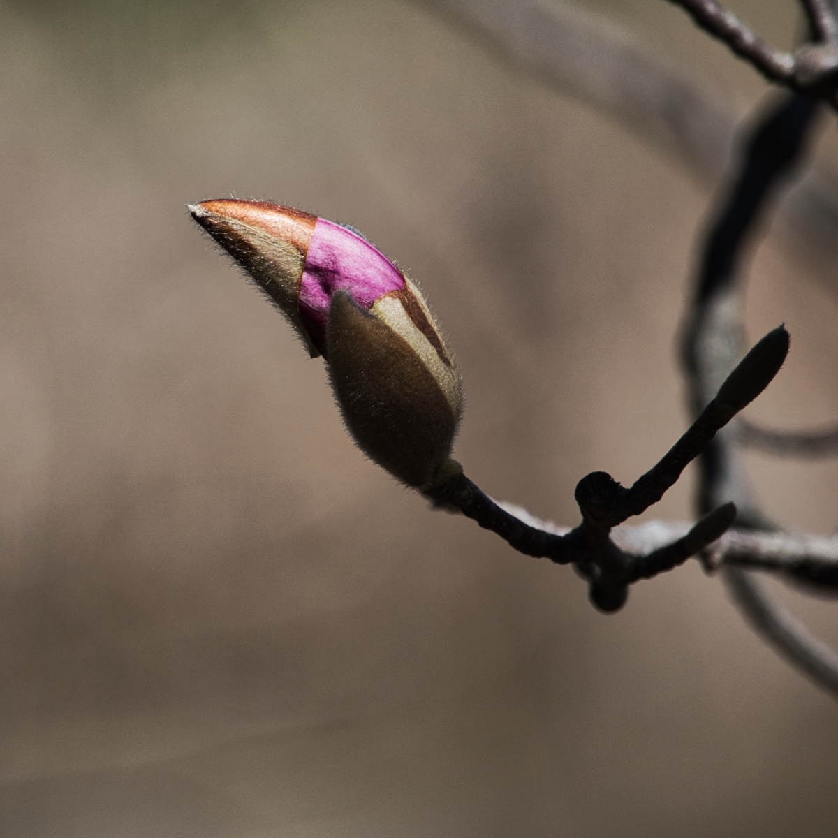 Tulip Magnolia on the Way.jpeg