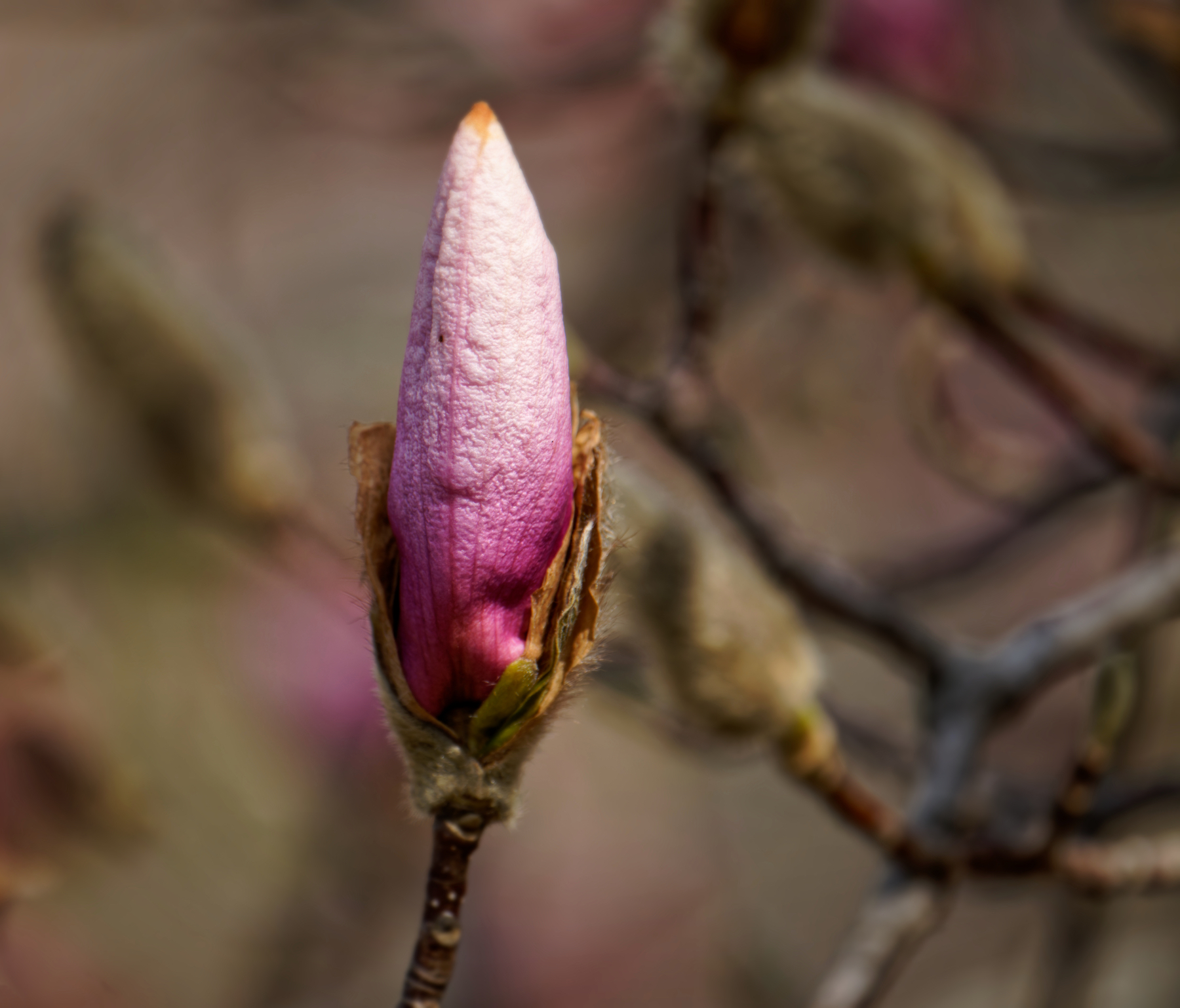 Tulip Magnolia Ready to Open.jpeg