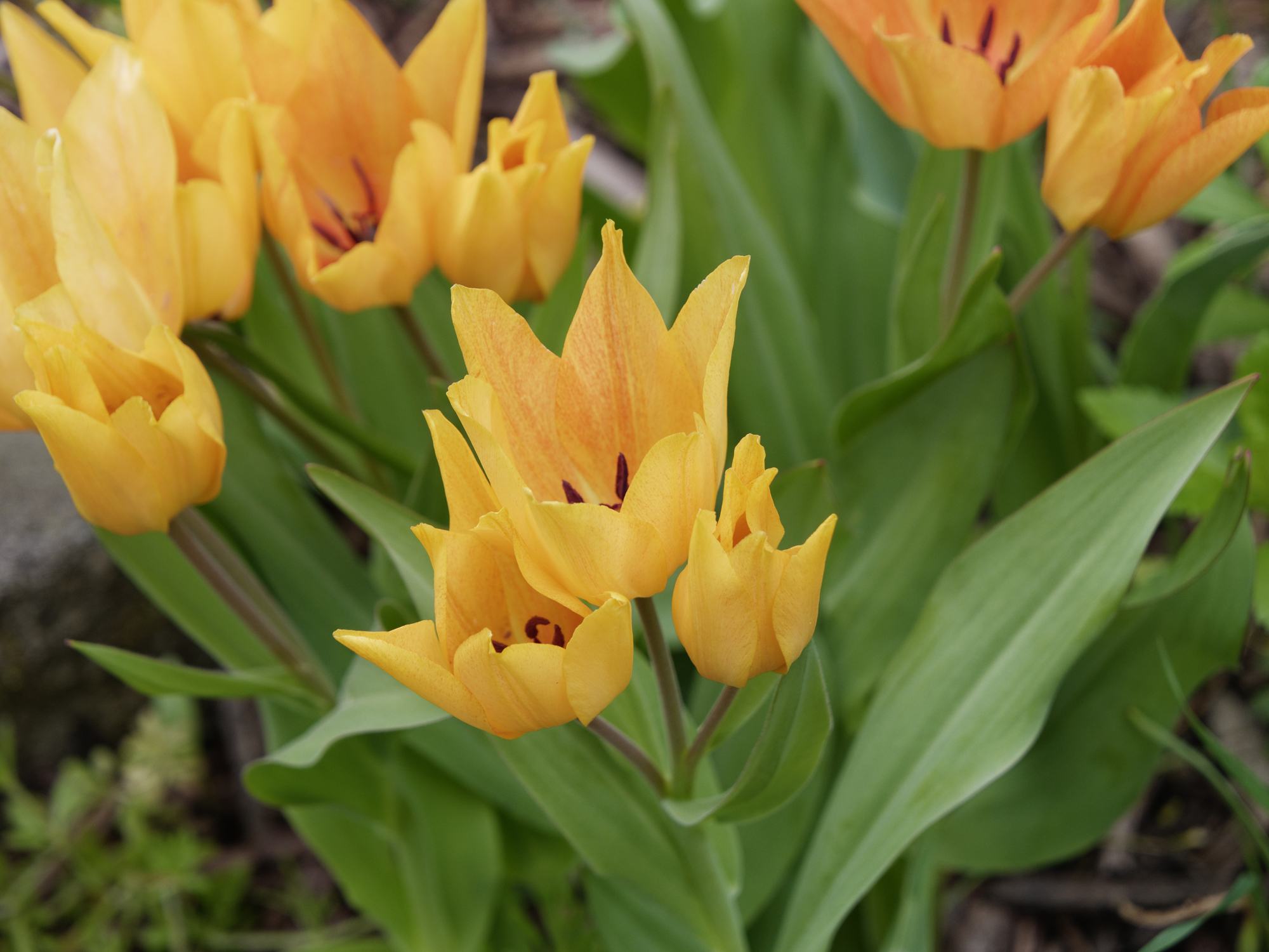 Tulipa praestans 'Shogun'.jpg