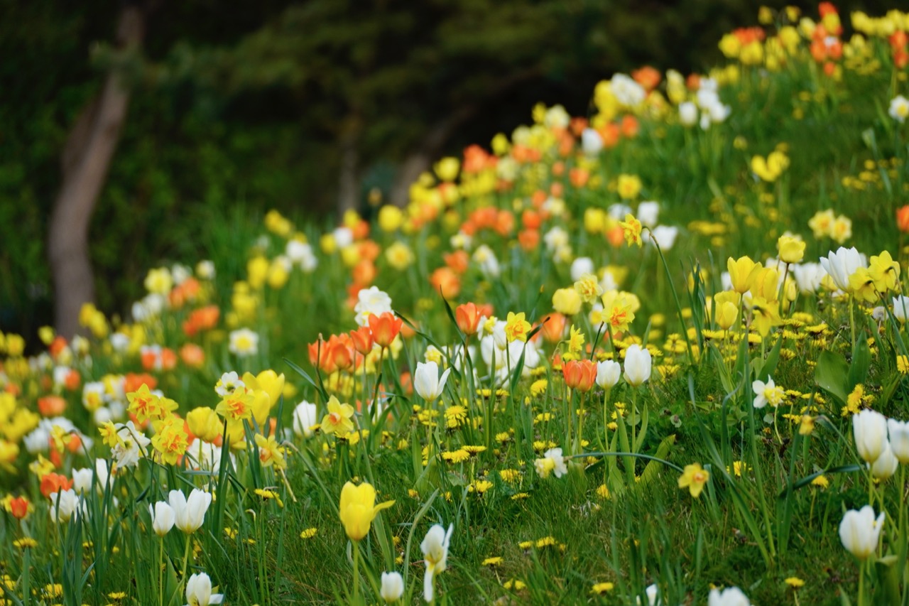 Tulips Daffodils  Hill.jpg