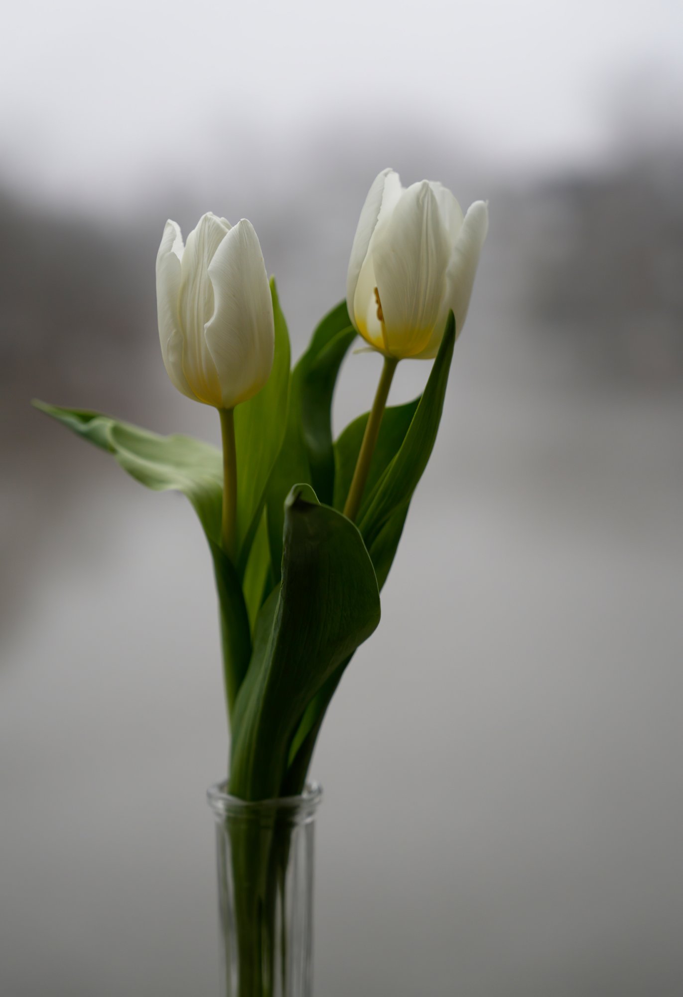 Tulips in the Mist.jpeg