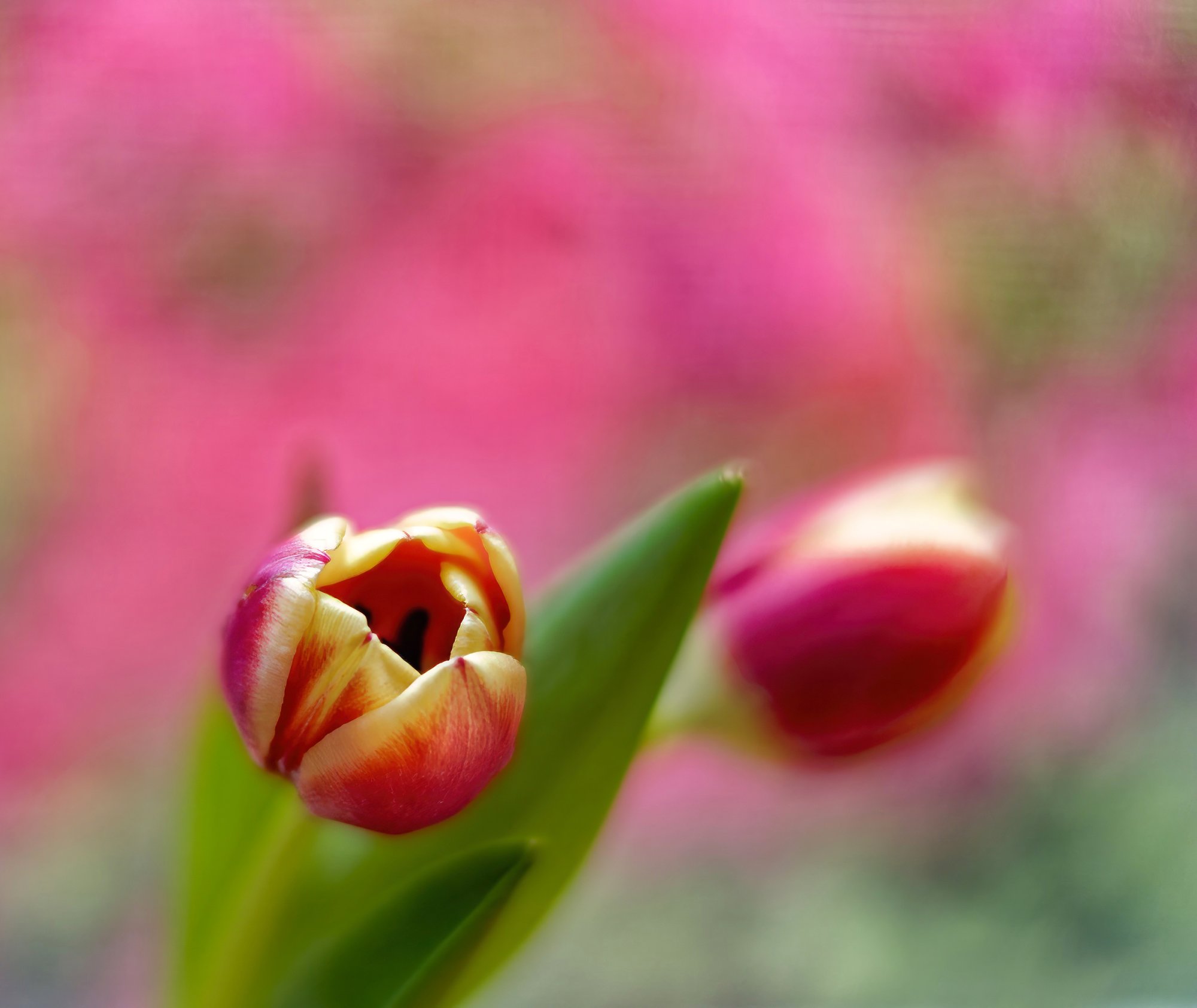 Tulips in the Pink.jpeg