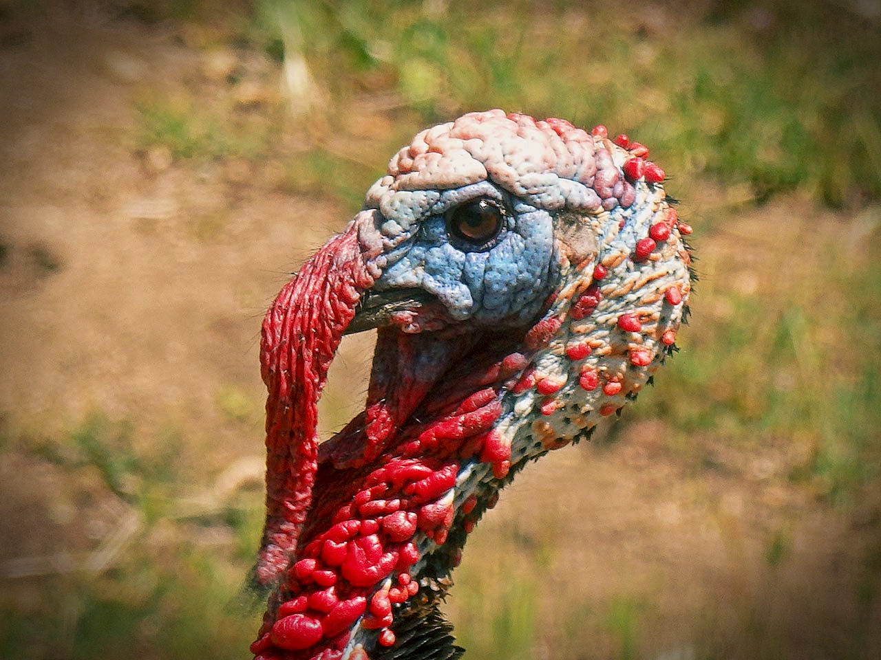 turkey head close xv.jpg