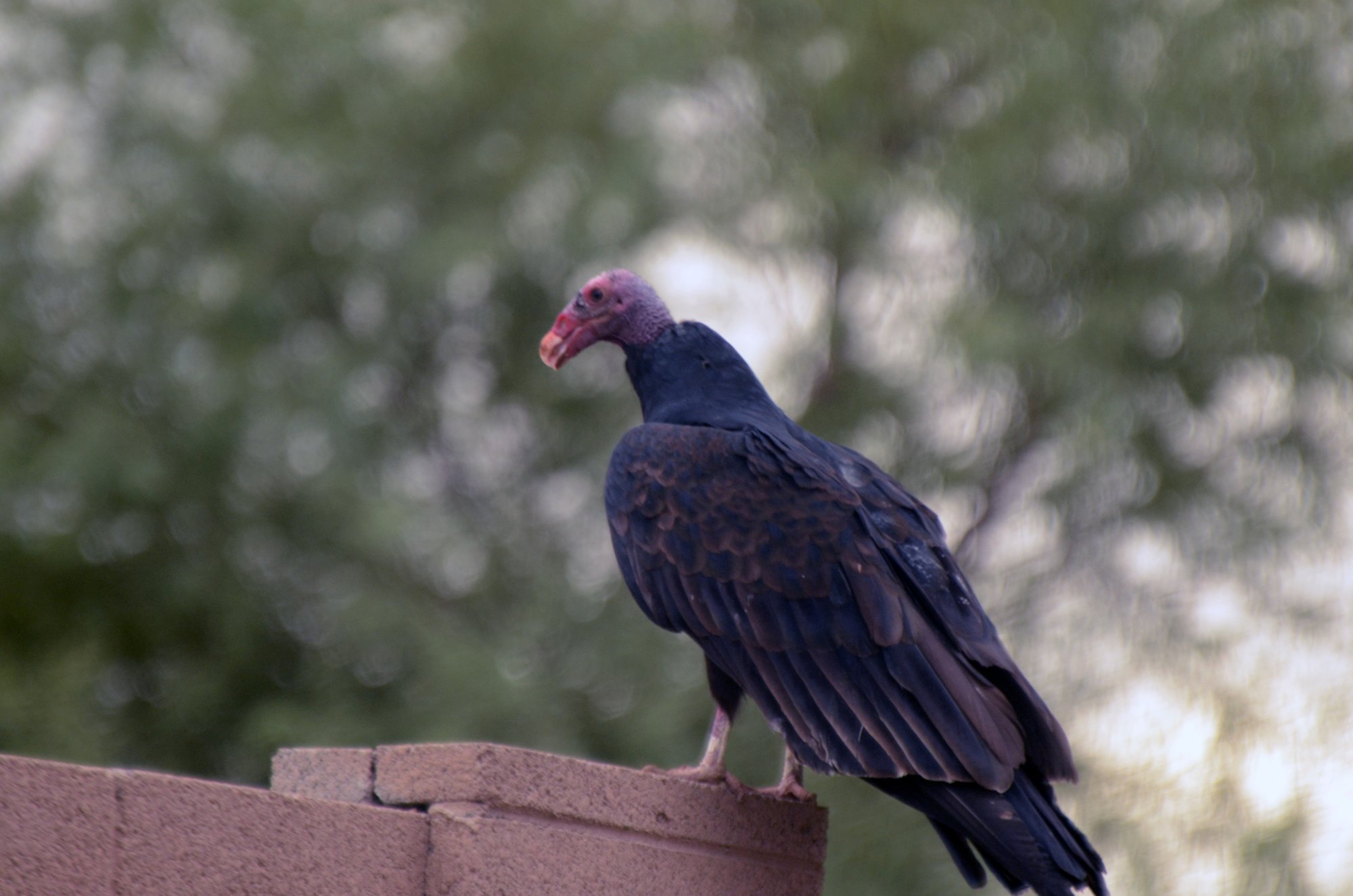 turkeyvulture.jpg