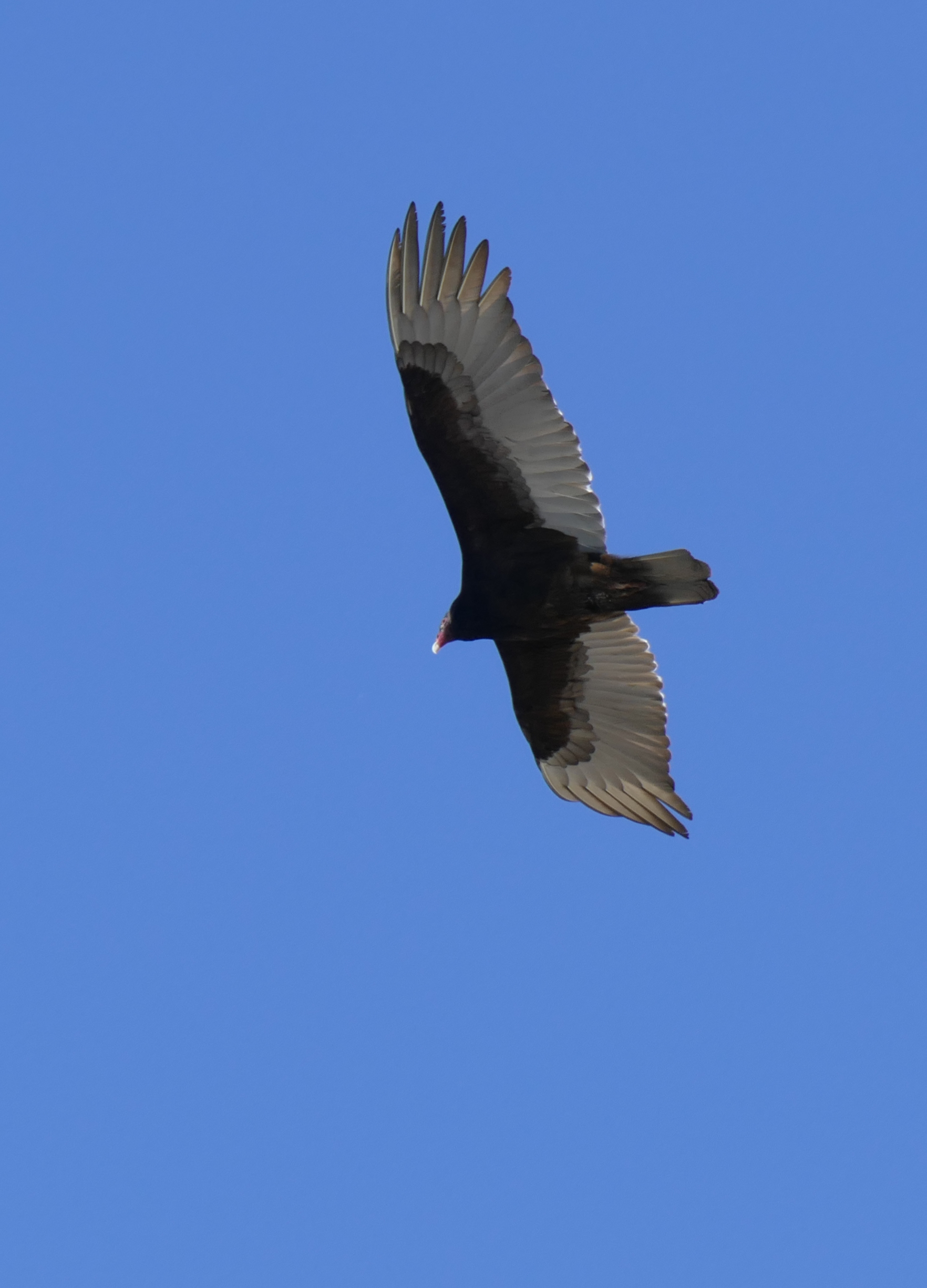 turkeyvulture.jpg