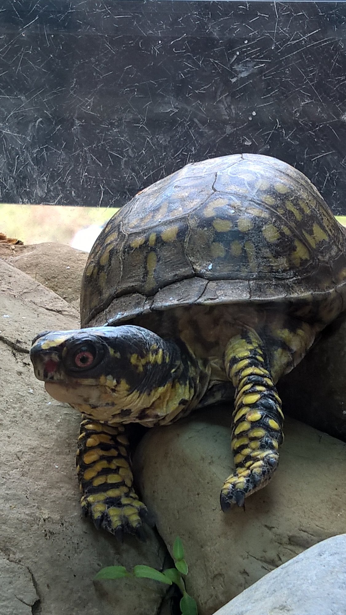 Turtle at Battlle Darby park 2.jpg