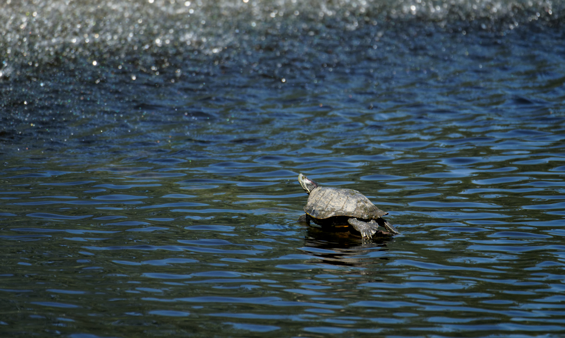 Turtle Basking in the Sunshine Near the Fountain.jpeg