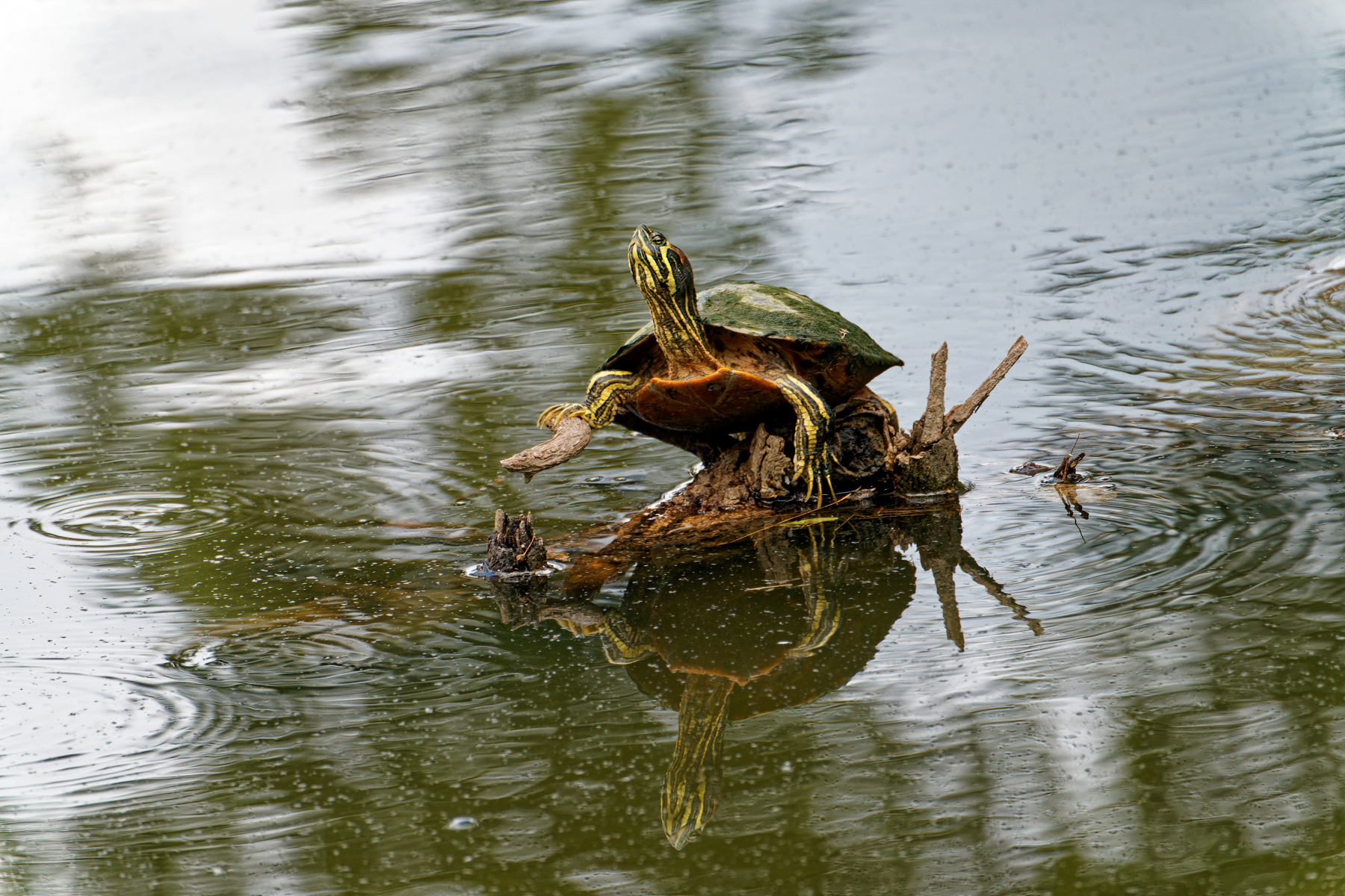 Turtle Catching a Bit of Sun.jpeg