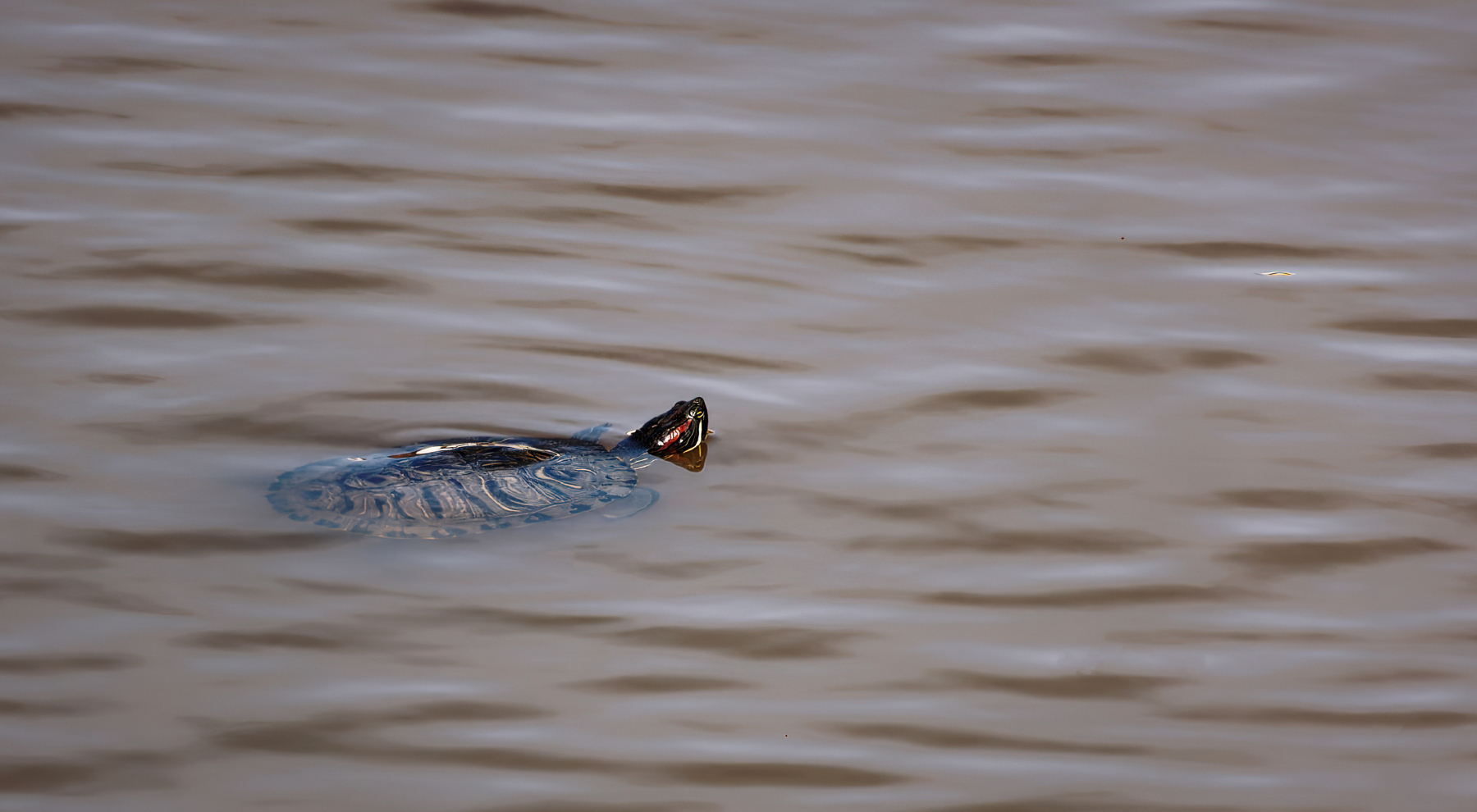 Turtle Cruising the Lake.jpeg