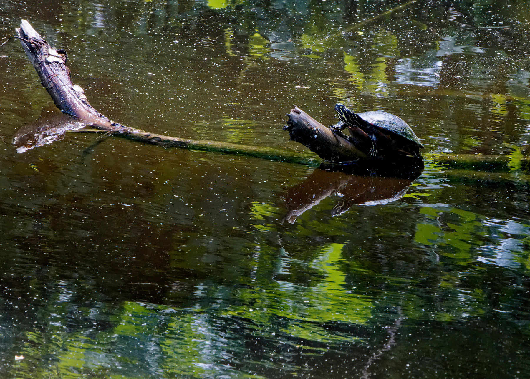 Turtle Enjoying the Sun.jpeg