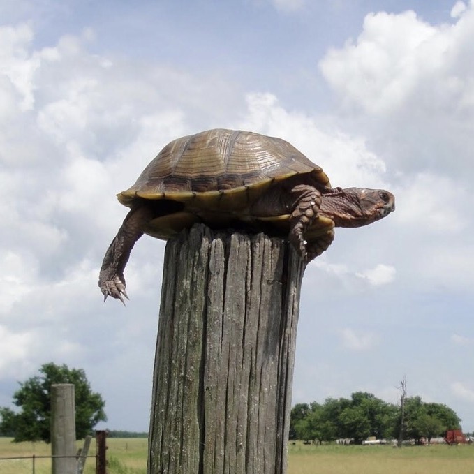 Turtle on a fence post.jpg